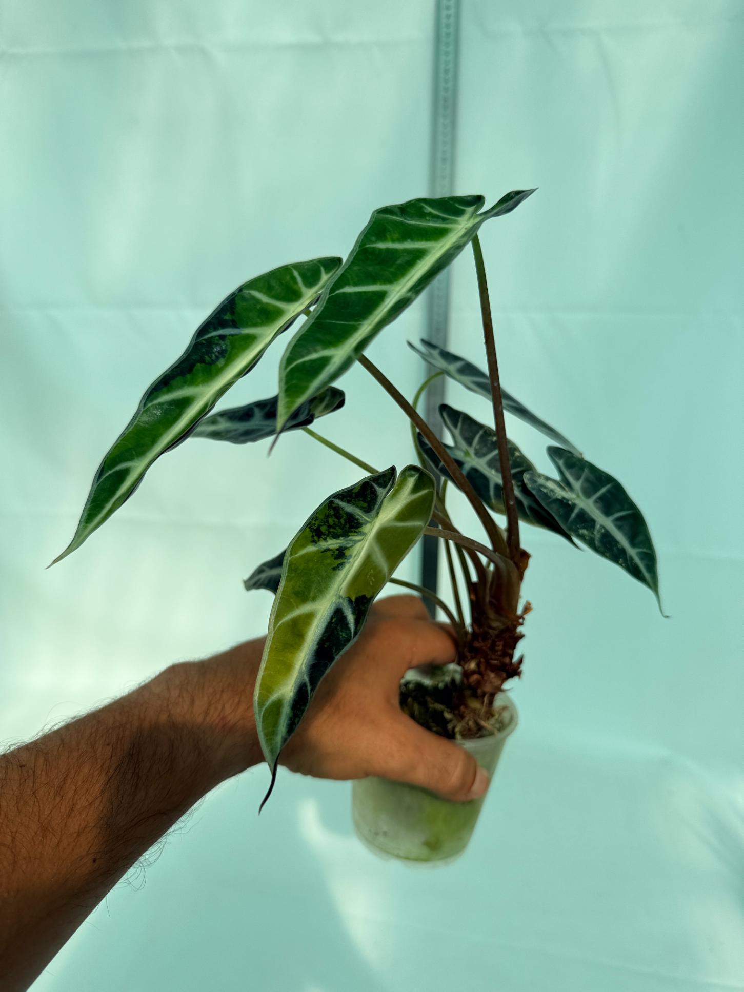 Alocasia Bambino Variegata Aurea 6