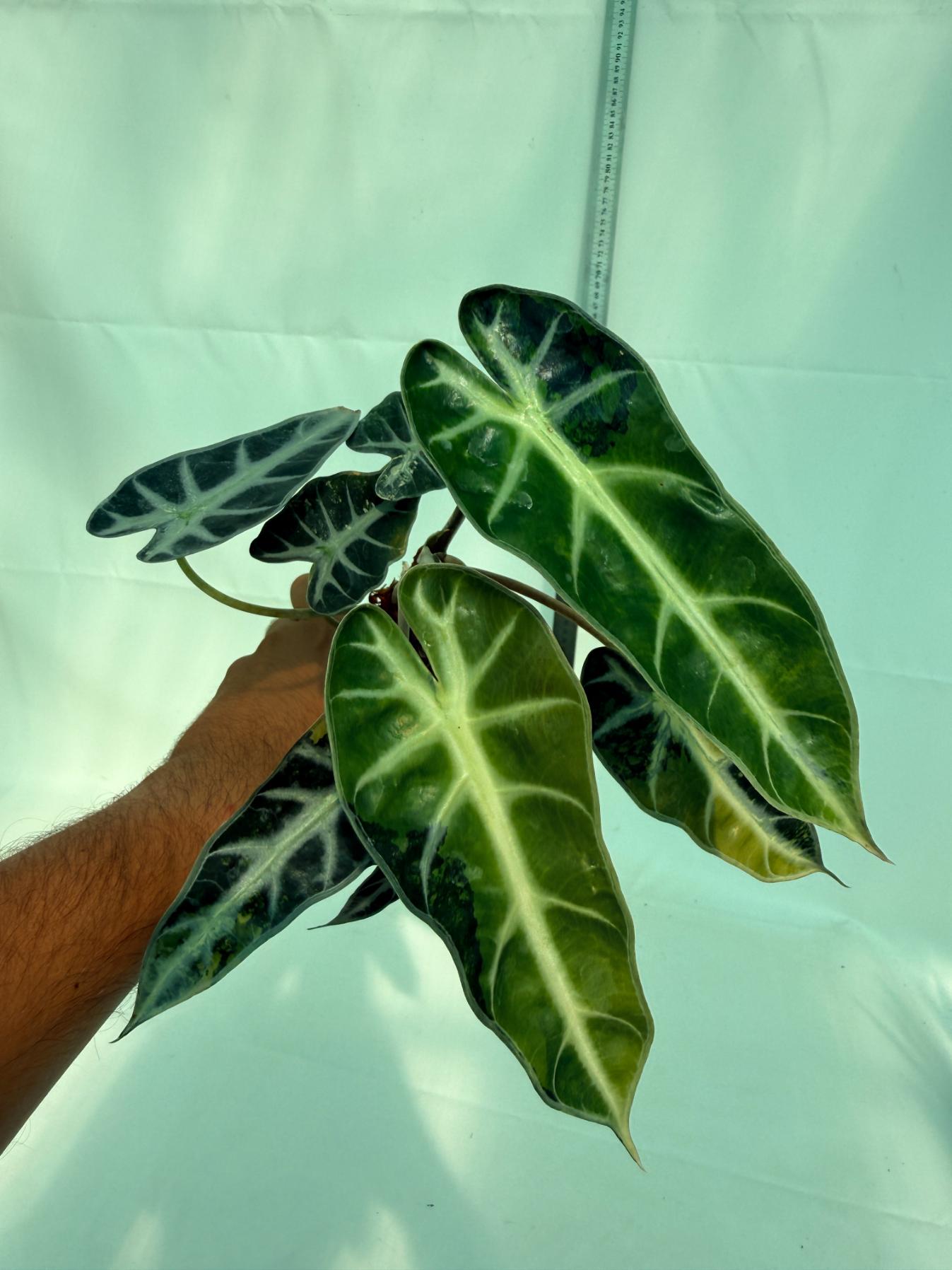 Alocasia Bambino Variegata Aurea 1