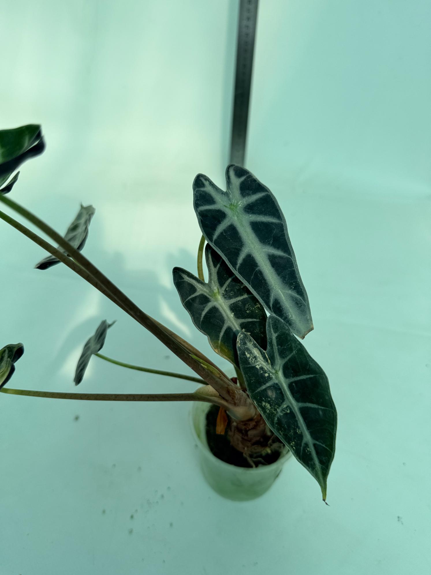 Alocasia Bambino Variegata Aurea 7