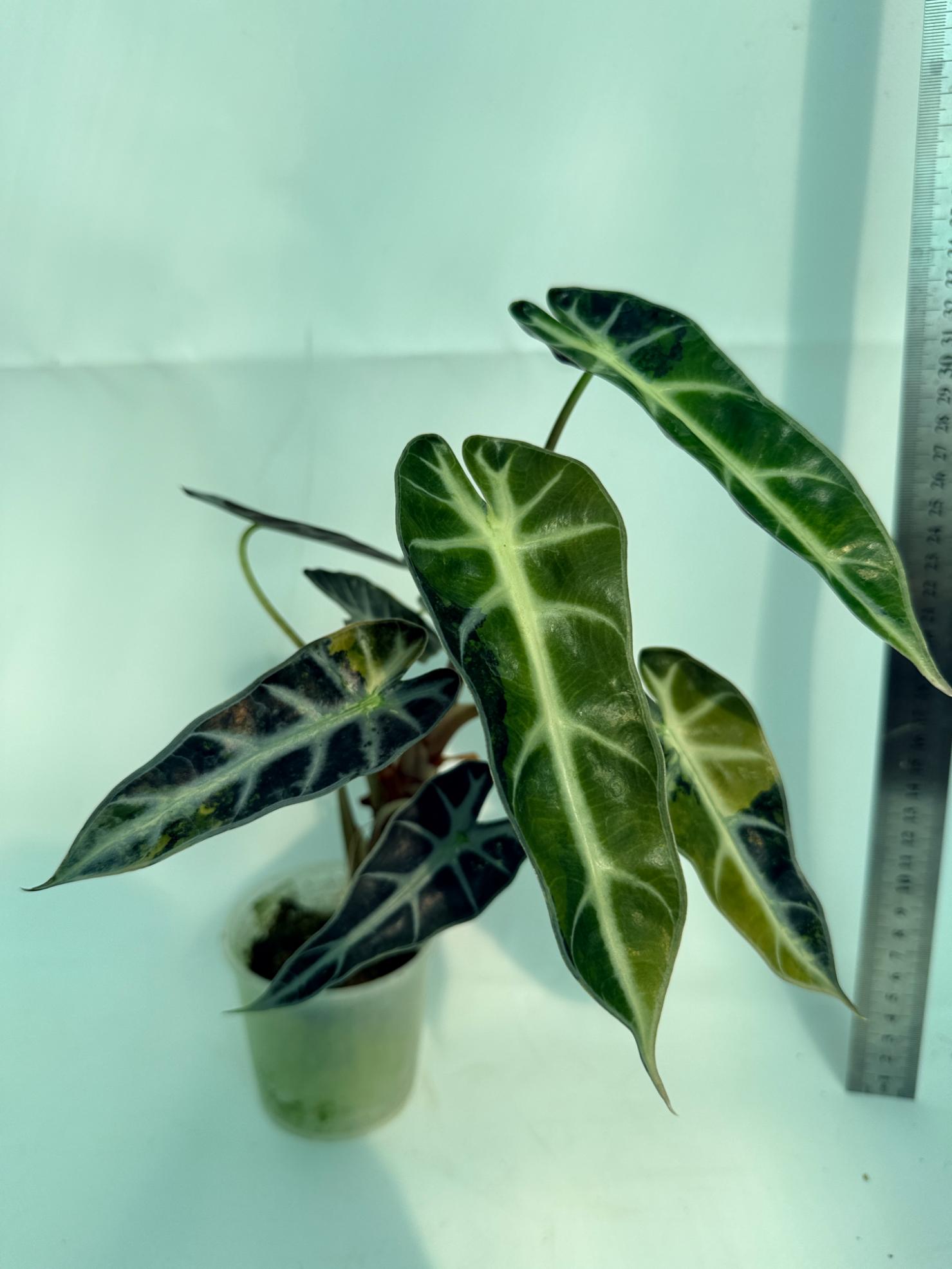 Alocasia Bambino Variegata Aurea 4