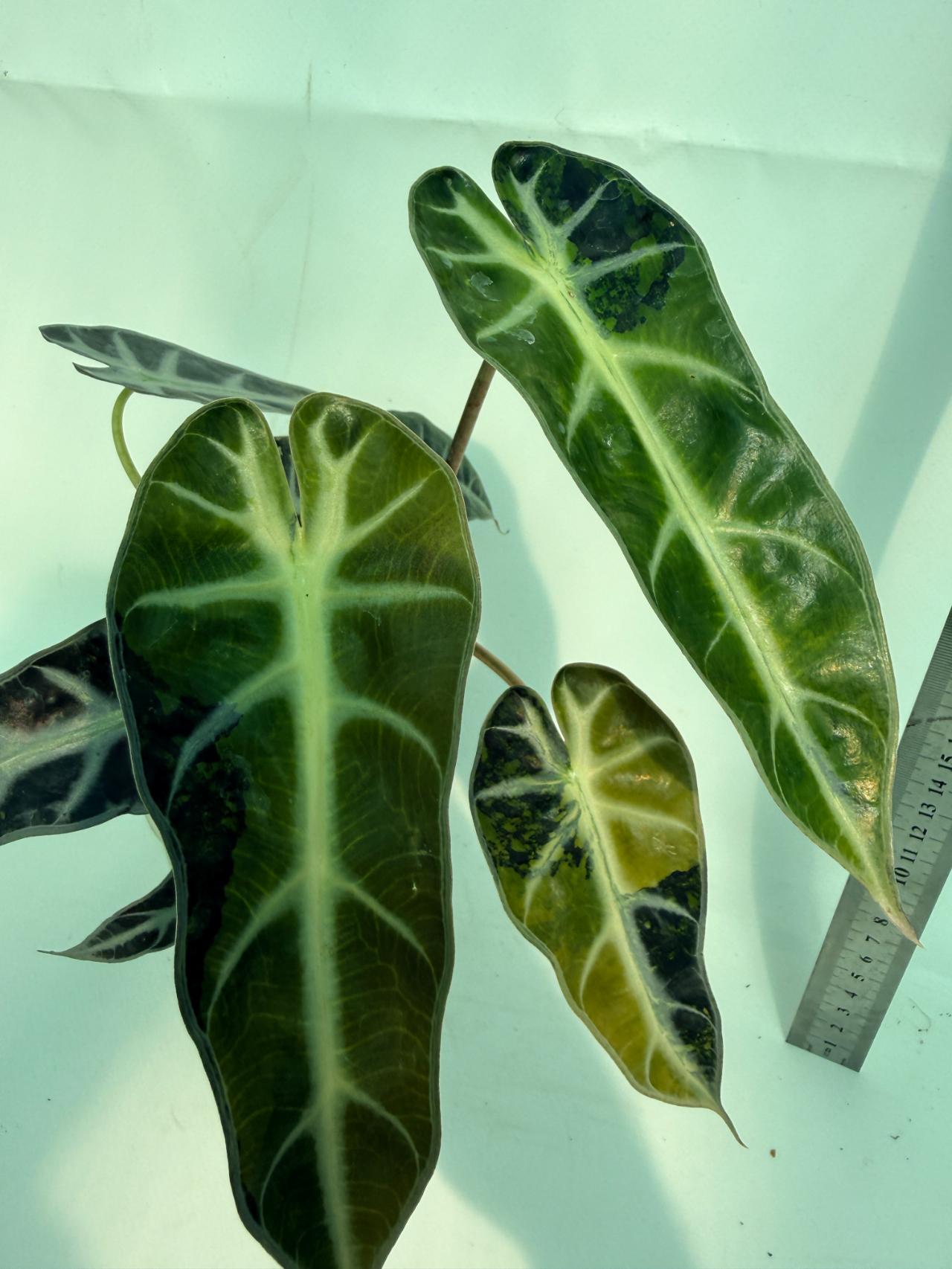 Alocasia Bambino Variegata Aurea 8