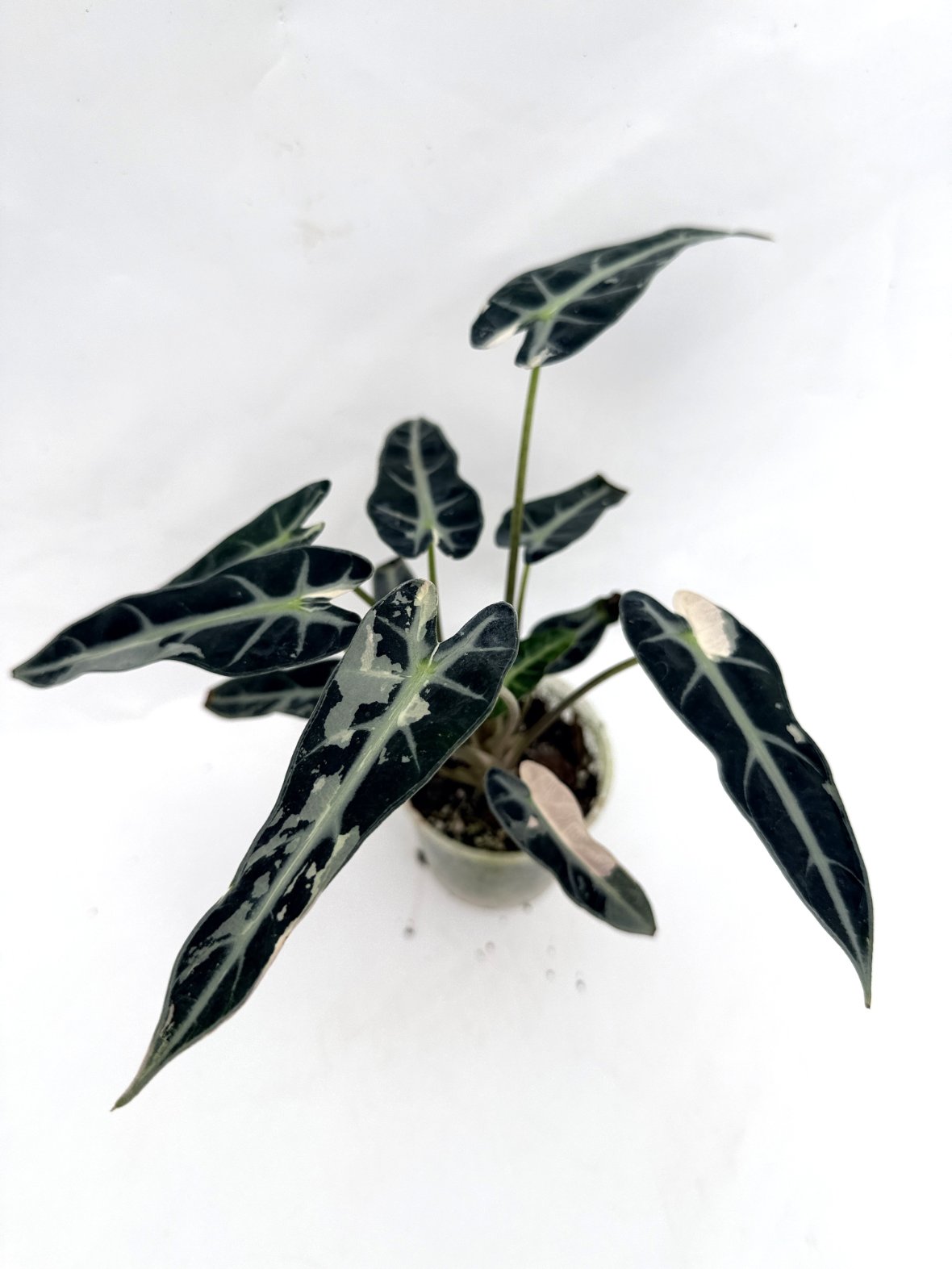 Alocasia_Bambino_Variegata_Pink