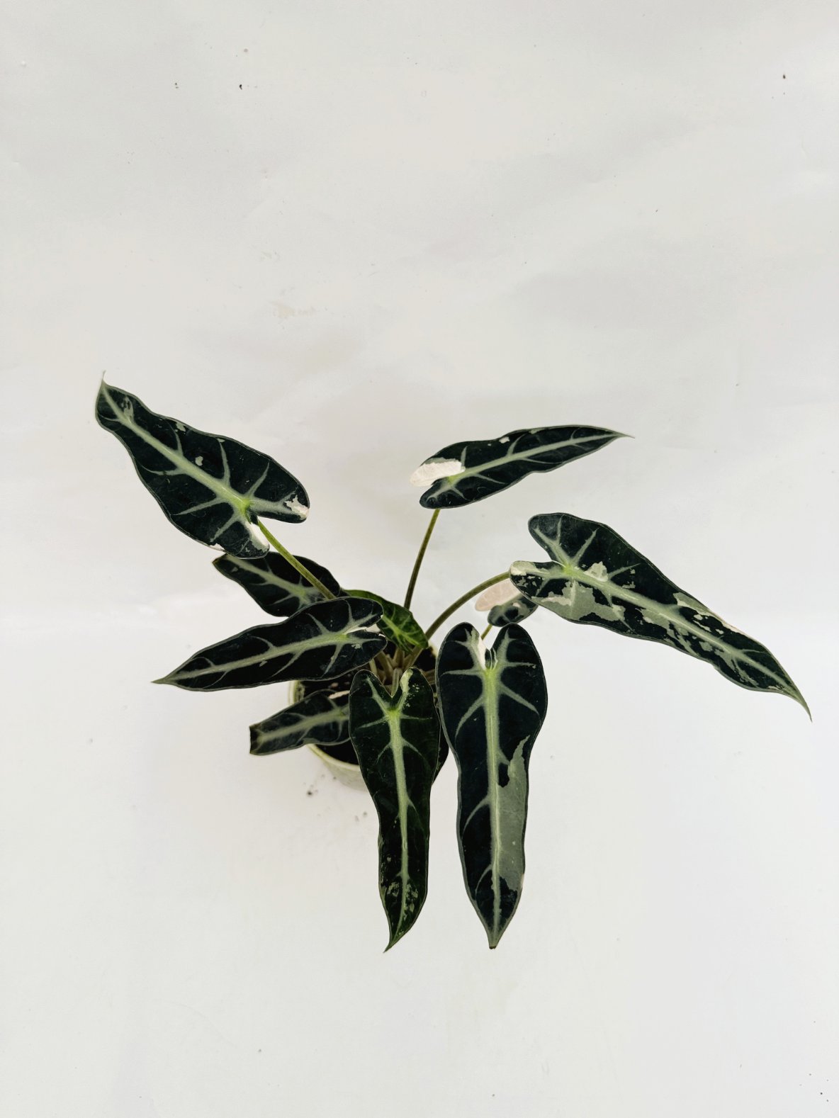 Alocasia_Bambino_Variegata_Pink