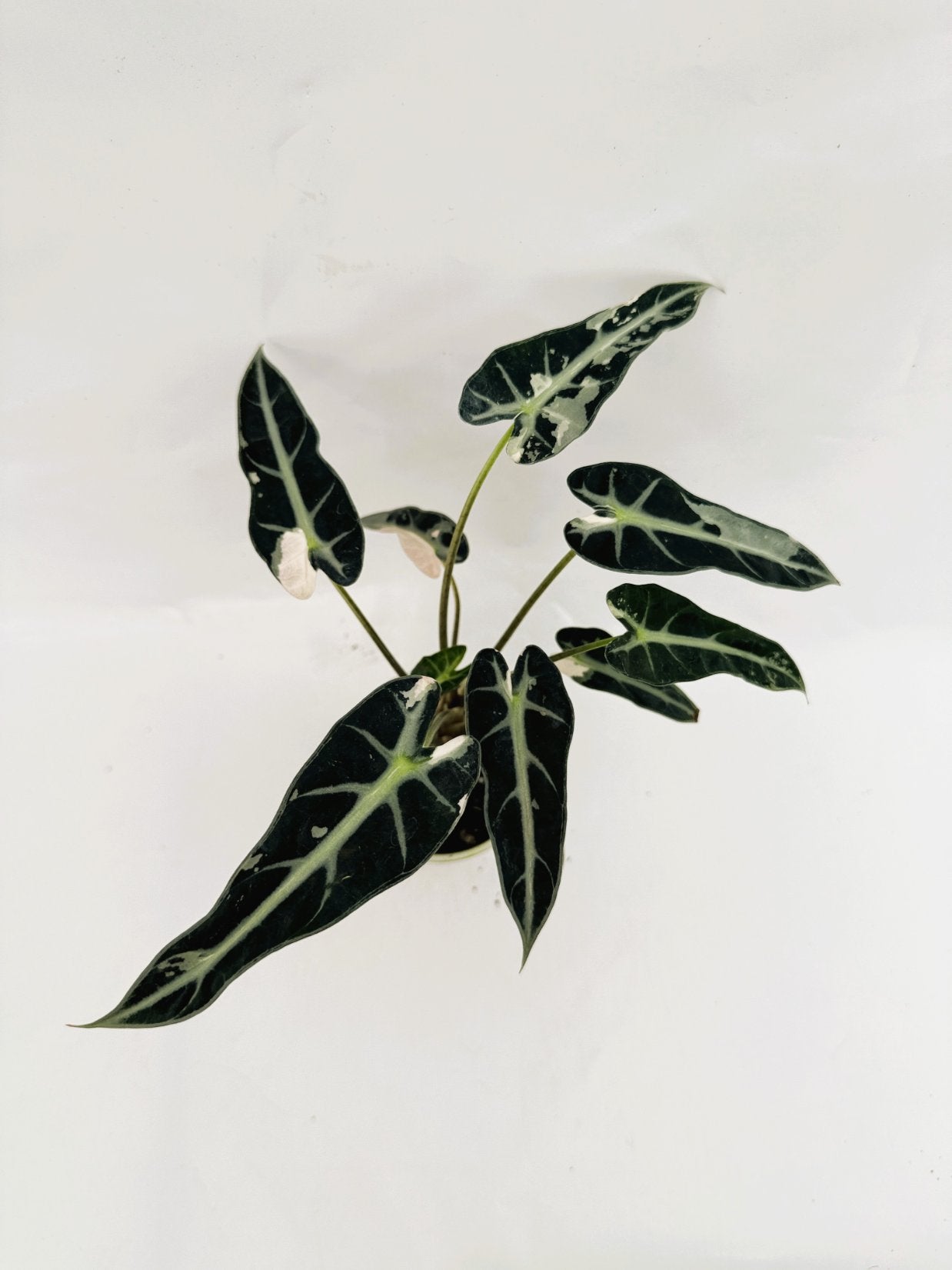 Alocasia_Bambino_Variegata_Pink