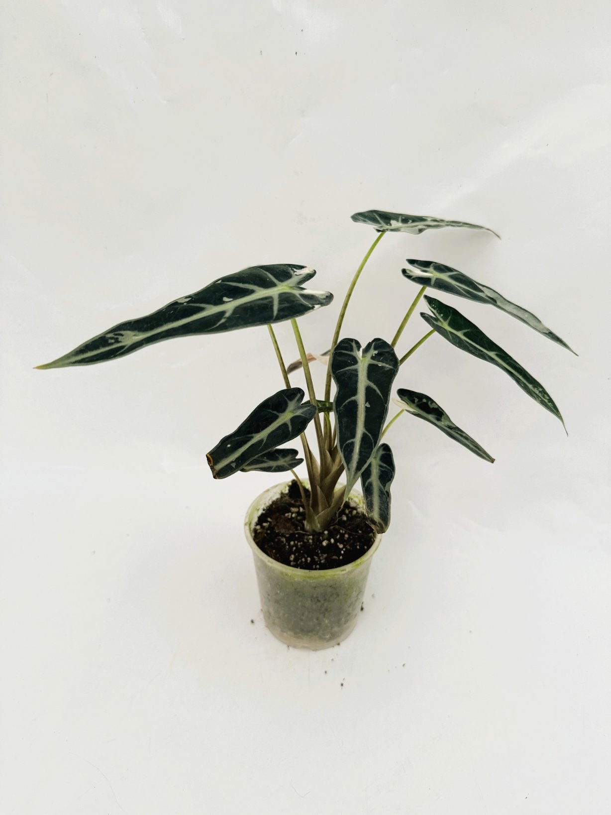 Alocasia_Bambino_Variegata_Pink