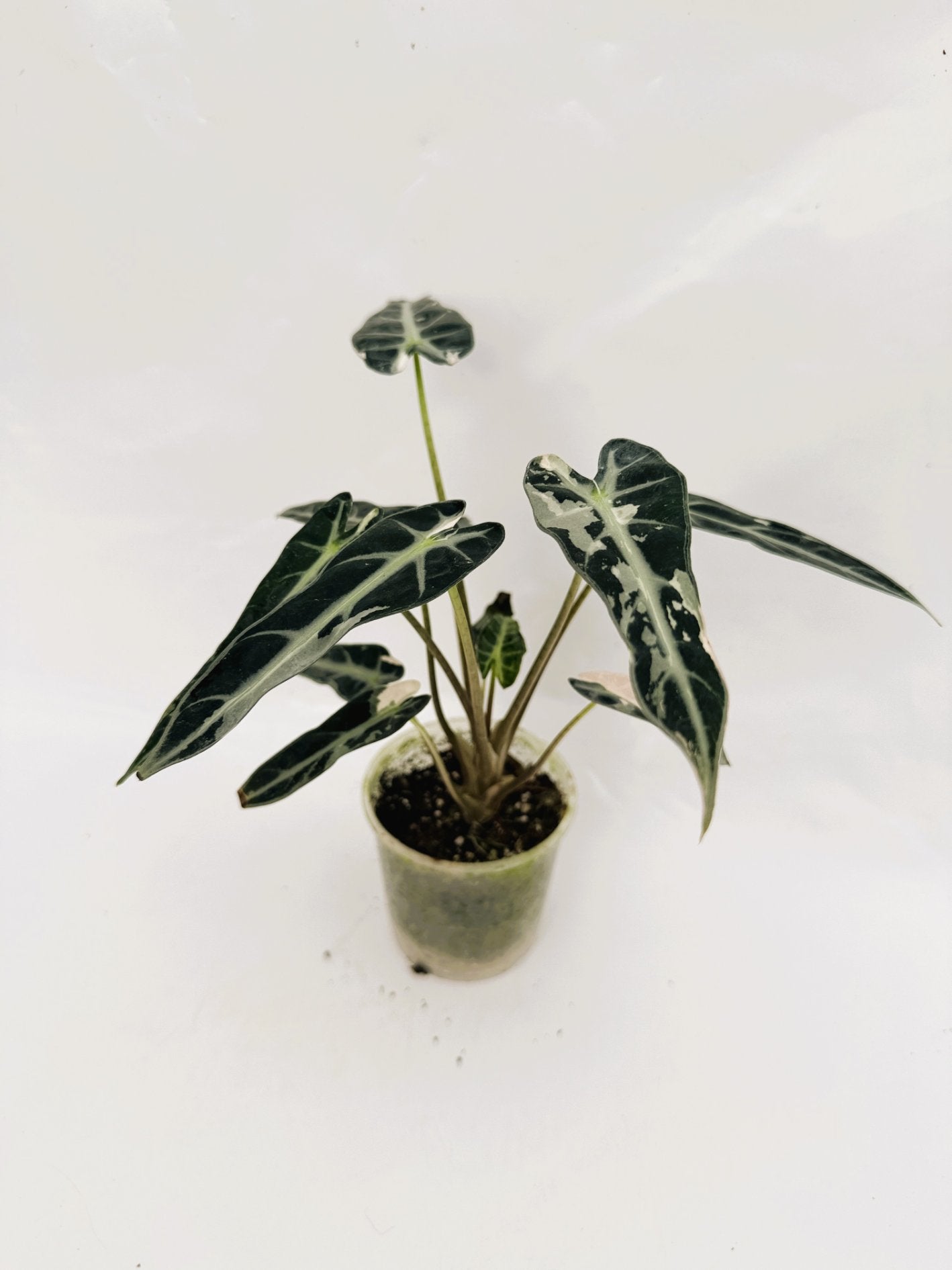 Alocasia_Bambino_Variegata_Pink