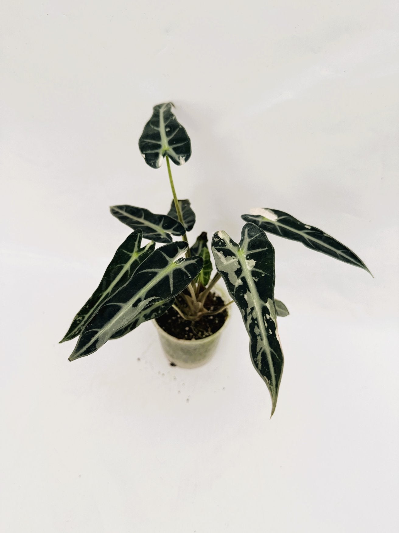 Alocasia_Bambino_Variegata_Pink