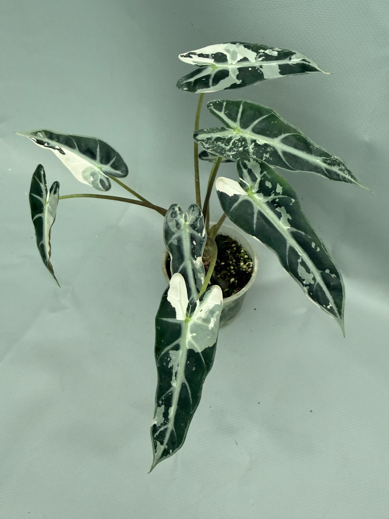 Alocasia Bambino Variegata Pink 01