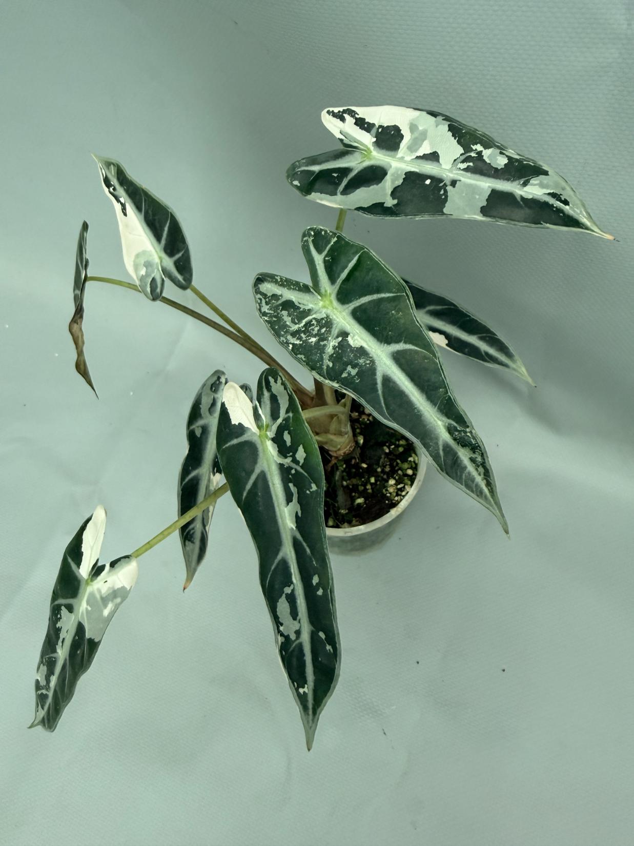 Alocasia Bambino Variegata Pink 02