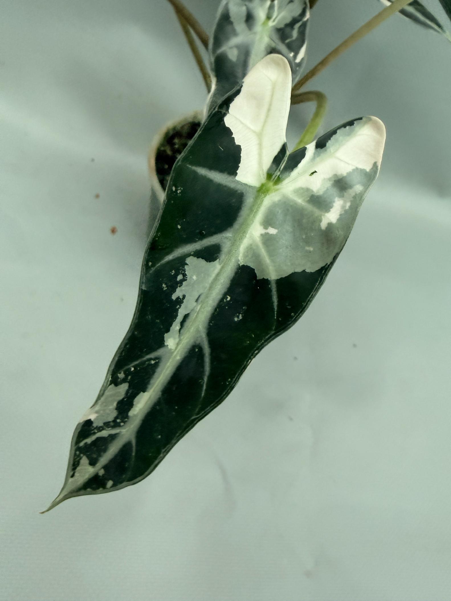 Alocasia Bambino Variegata Pink 03