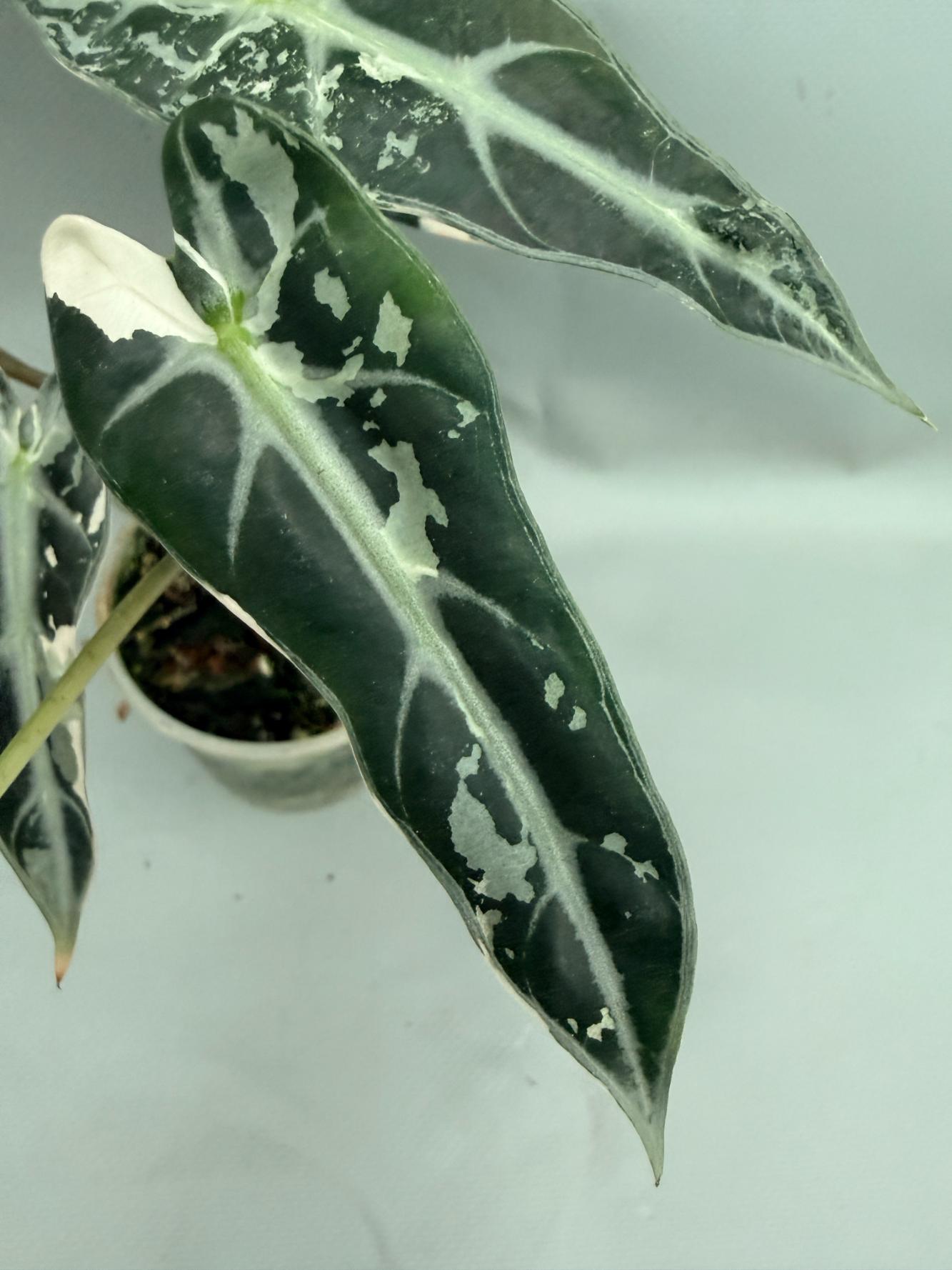 Alocasia Bambino Variegata Pink 04