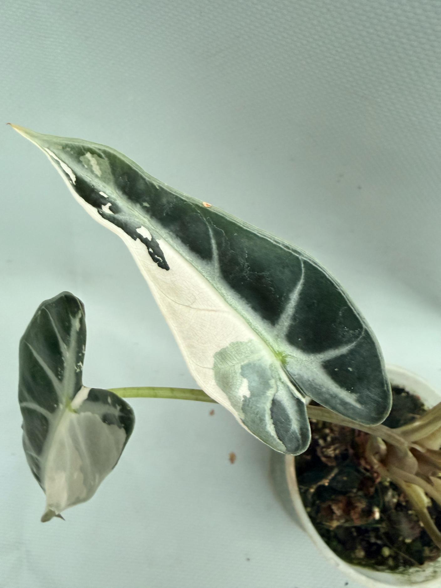 Alocasia Bambino Variegata Pink 05
