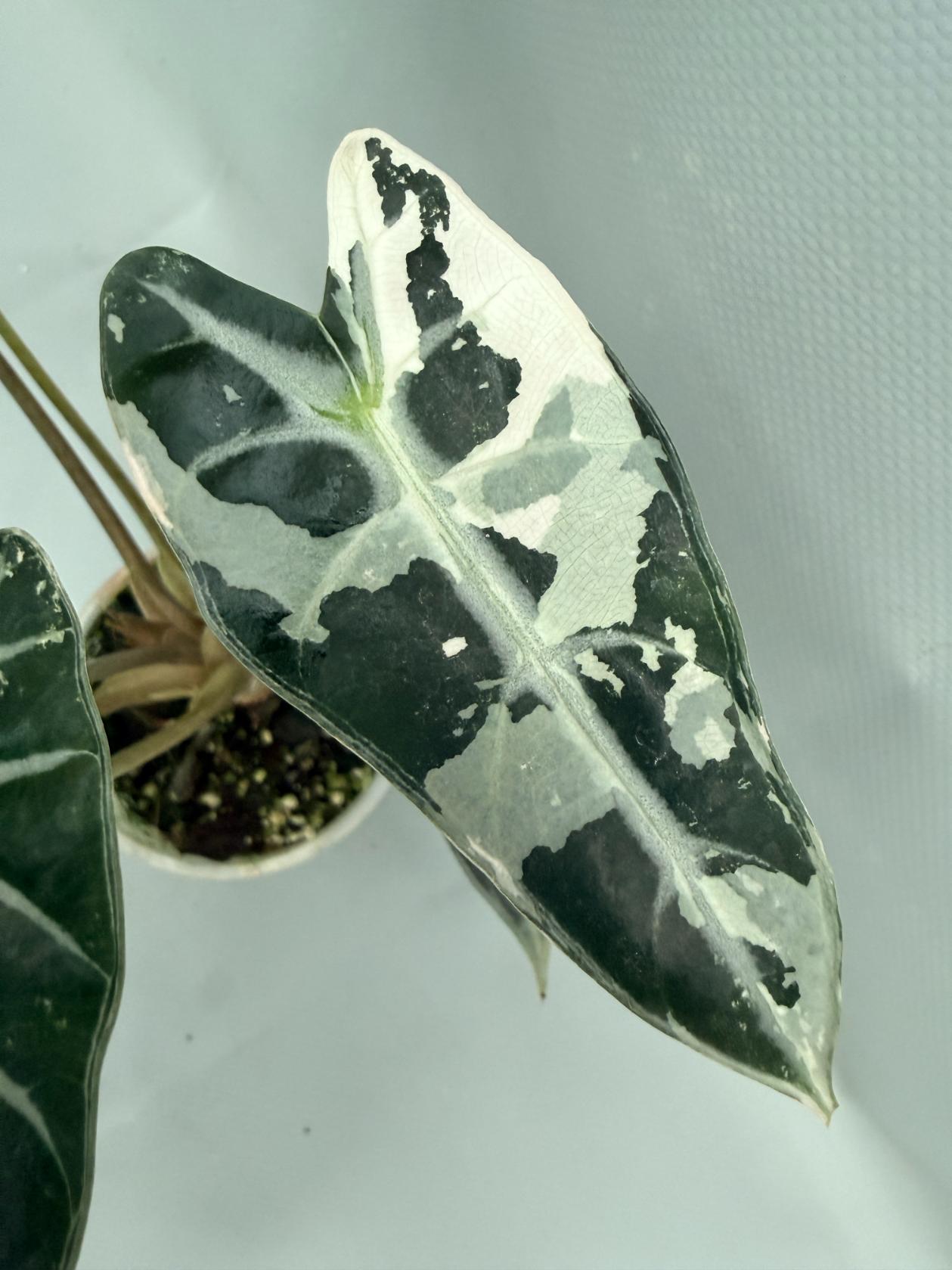 Alocasia Bambino Variegata Pink 06