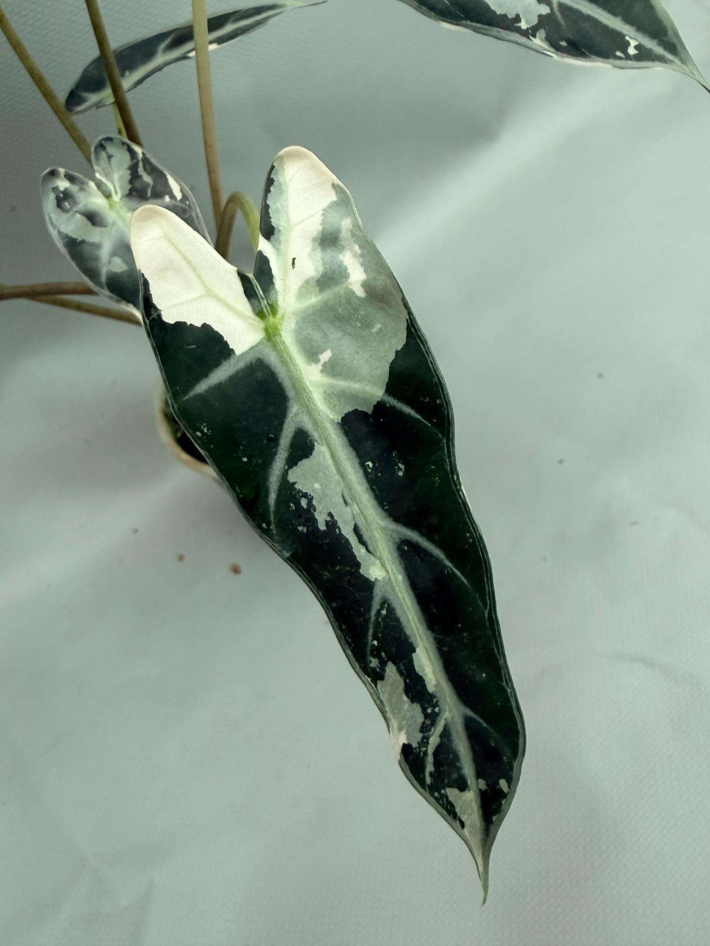 Alocasia Bambino Variegata Pink 07