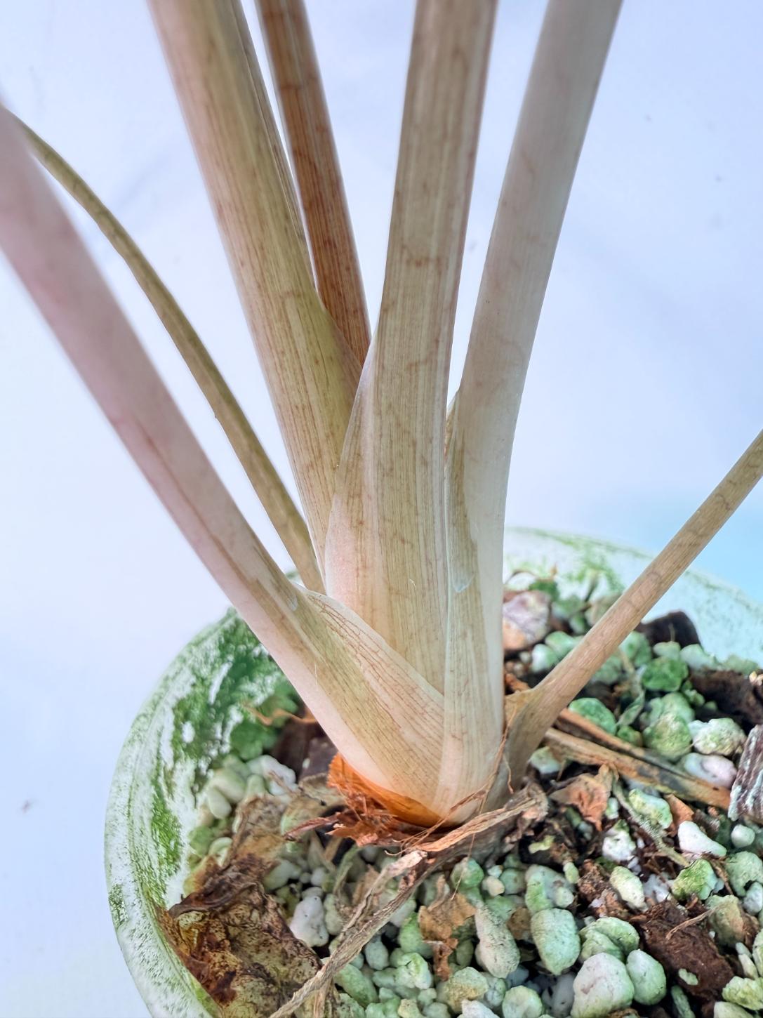 Alocasia Bambino Variegata Pink 09