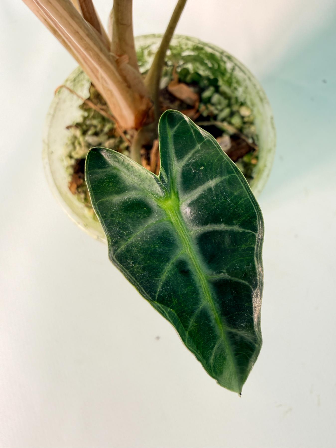 Alocasia Bambino Variegata Pink 10