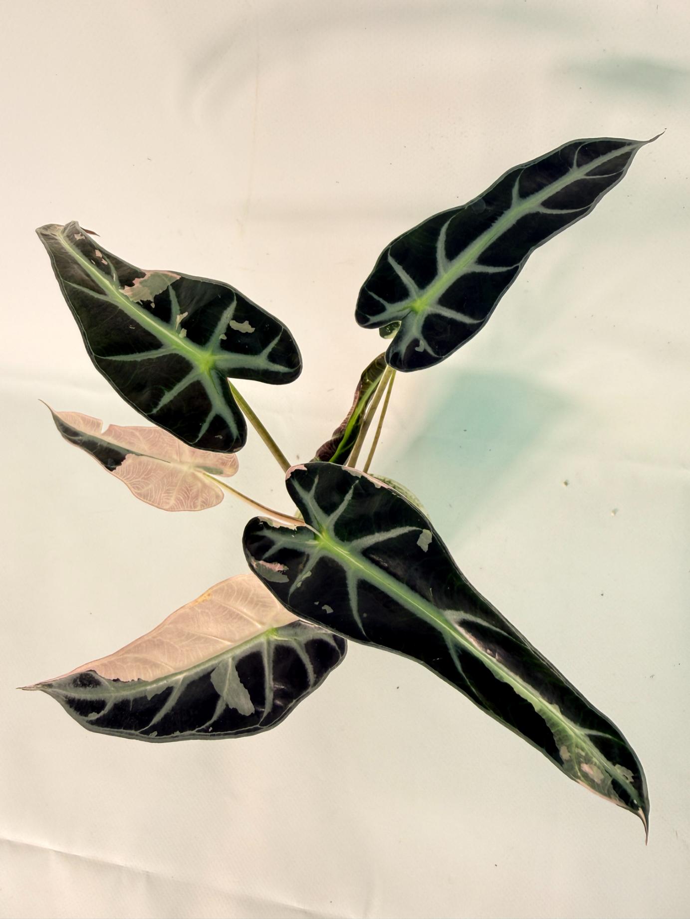 Alocasia Bambino Variegata Pink 11