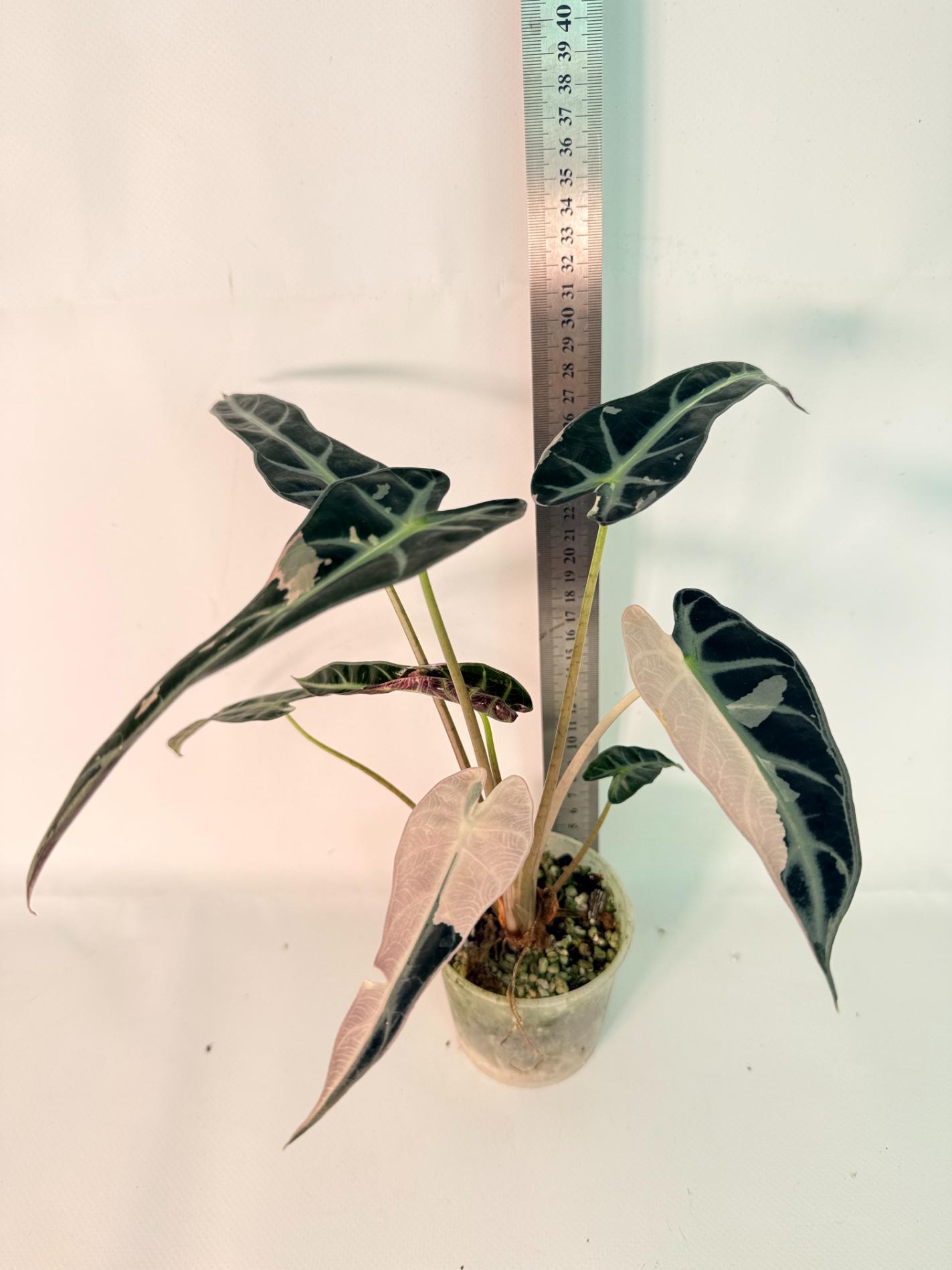 Alocasia Bambino Variegata Pink 01