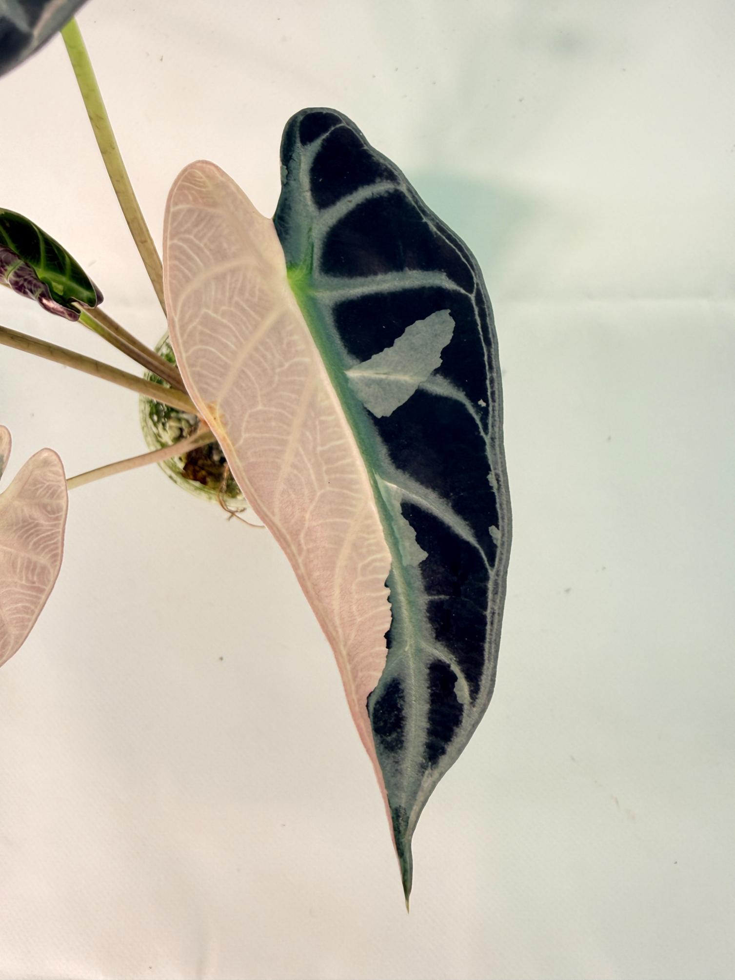 Alocasia Bambino Variegata Pink 02