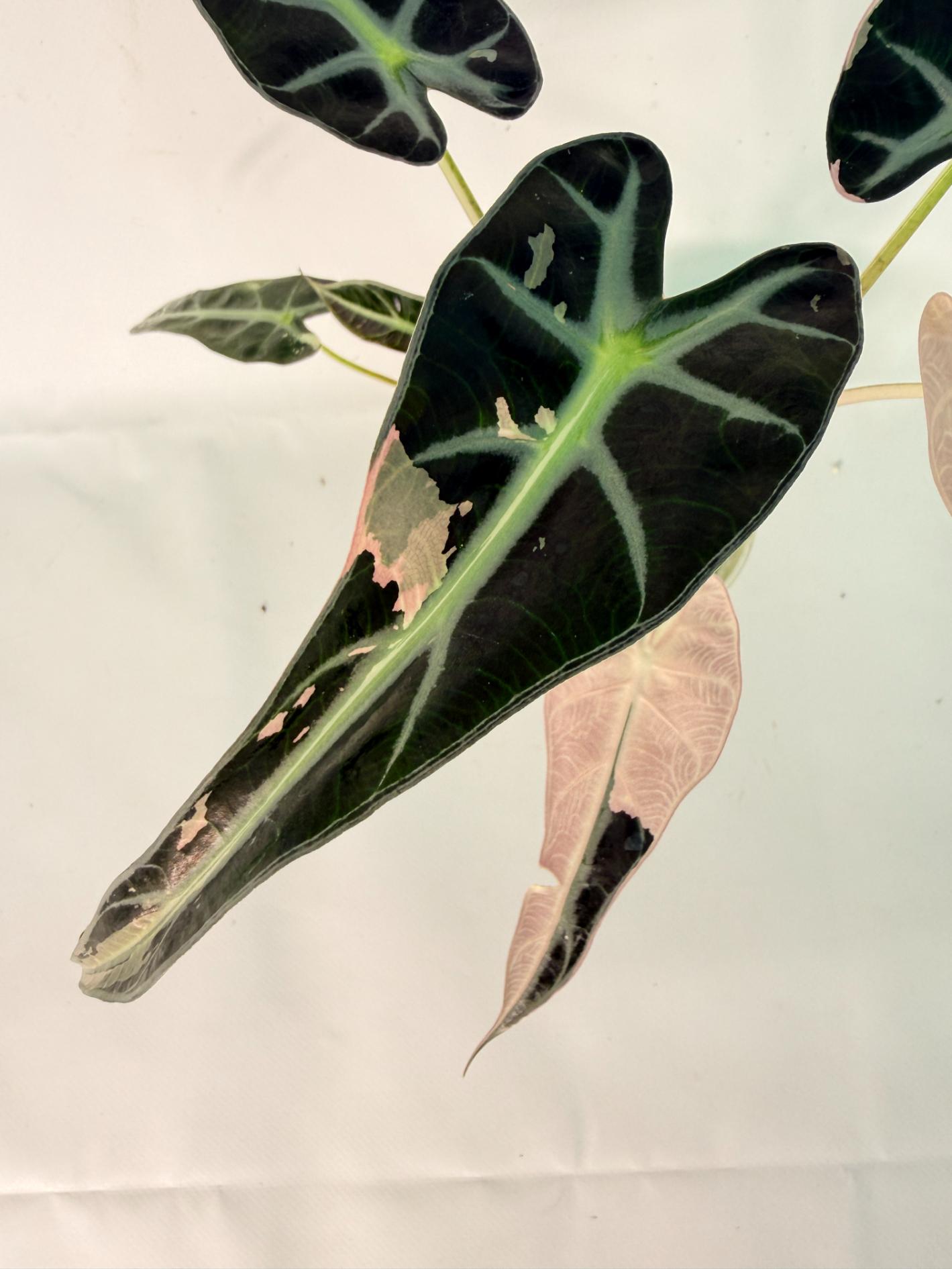 Alocasia Bambino Variegata Pink 03