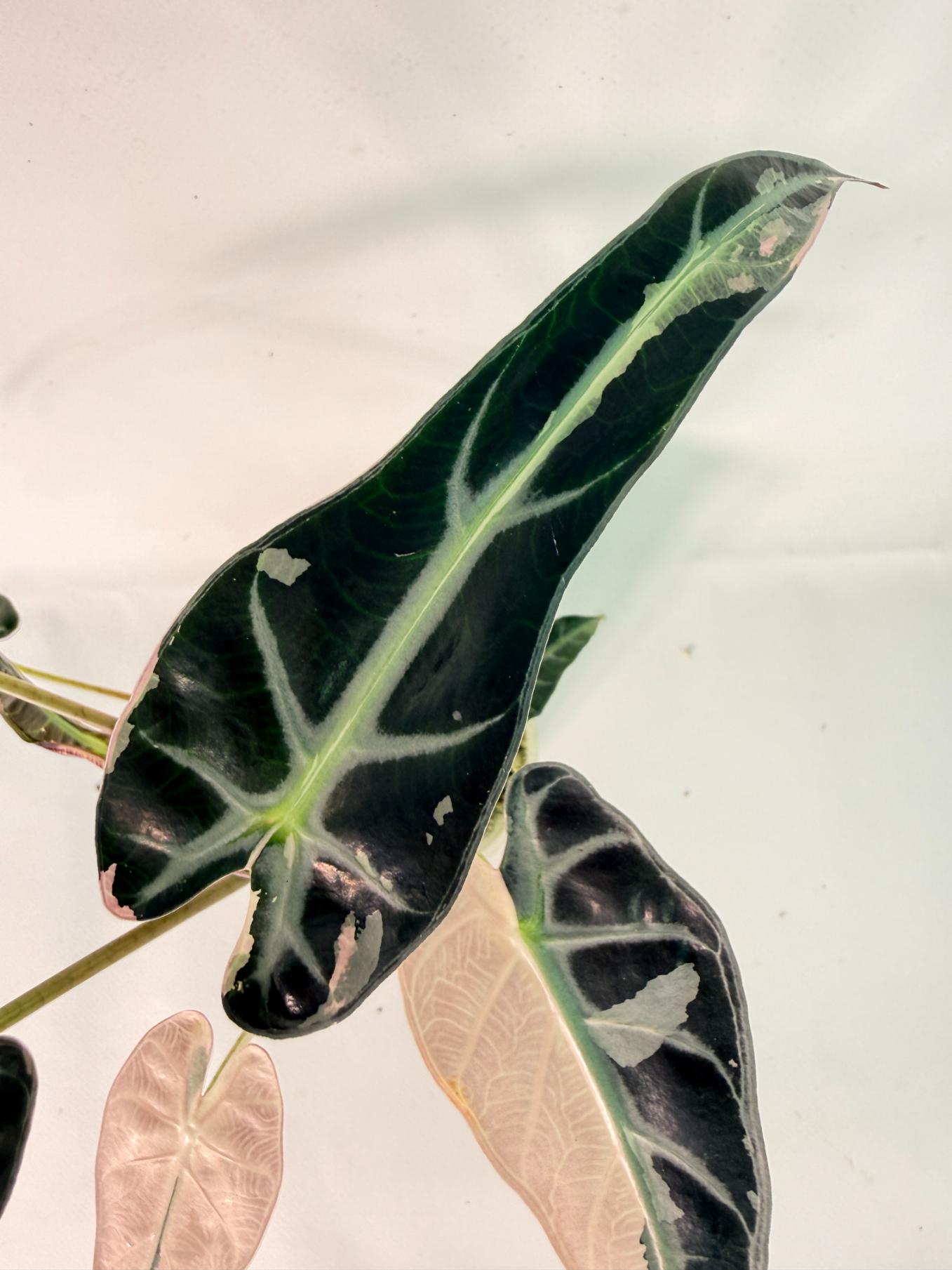 Alocasia Bambino Variegata Pink 05