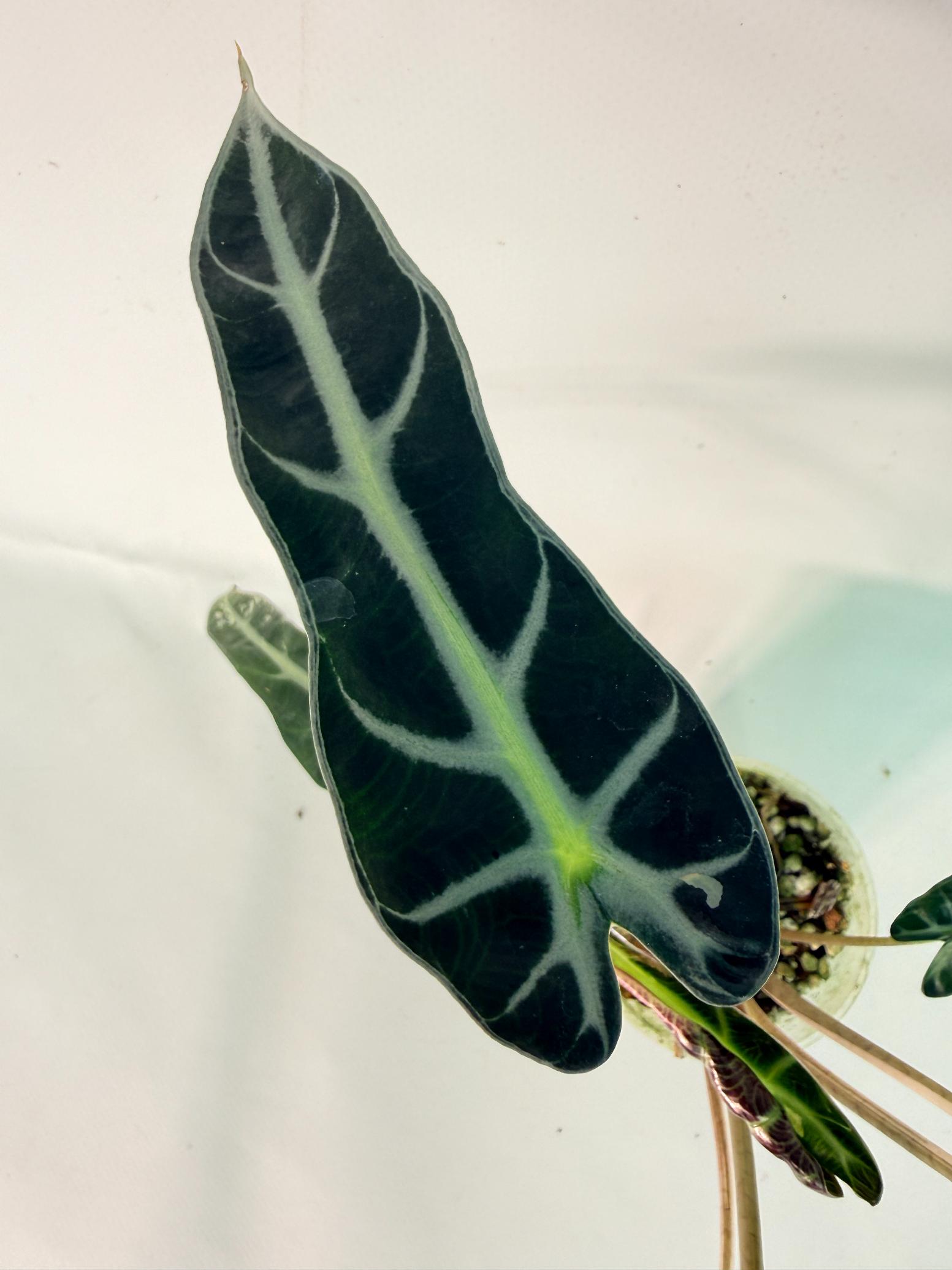 Alocasia Bambino Variegata Pink 06