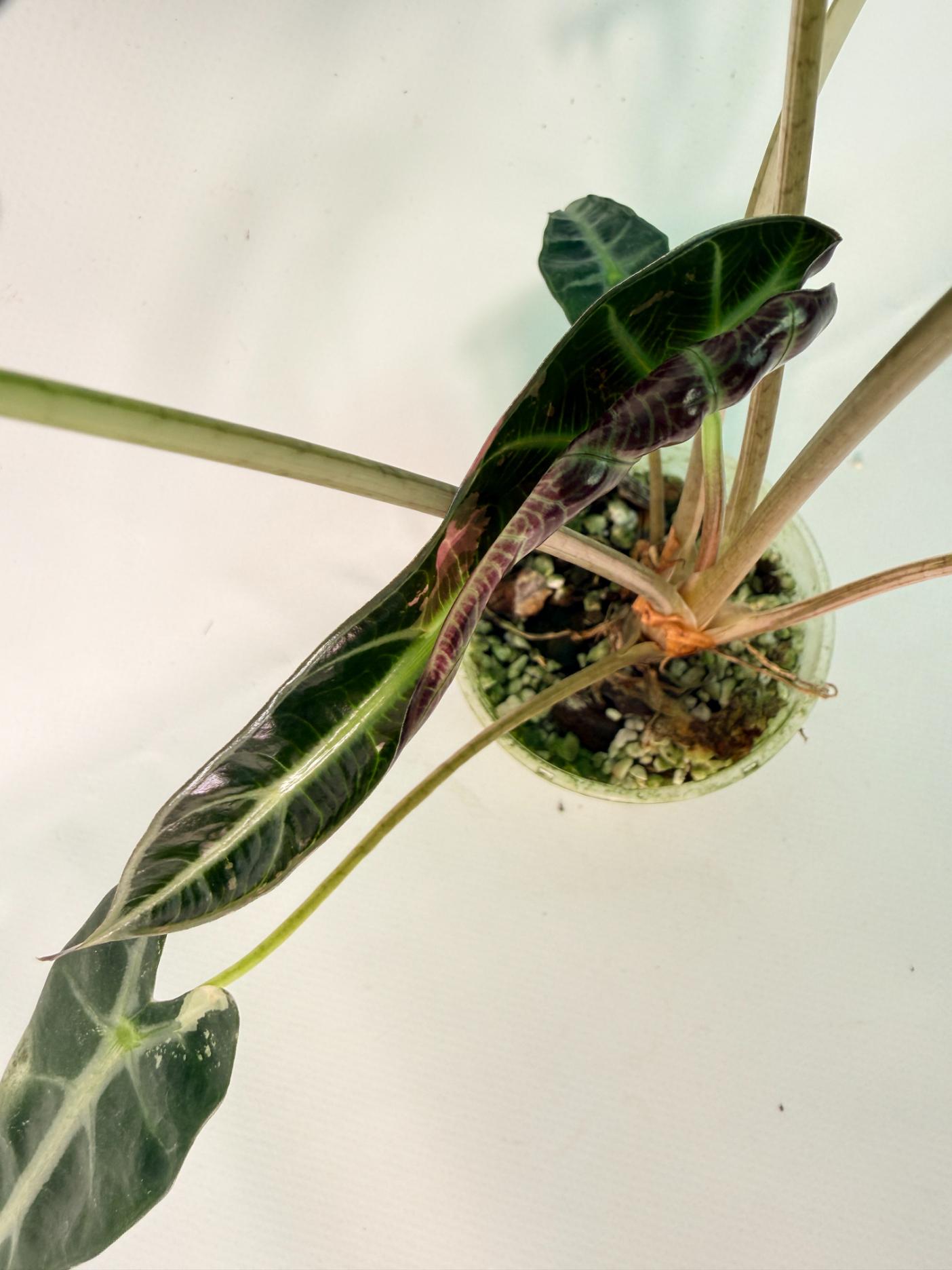 Alocasia Bambino Variegata Pink 07