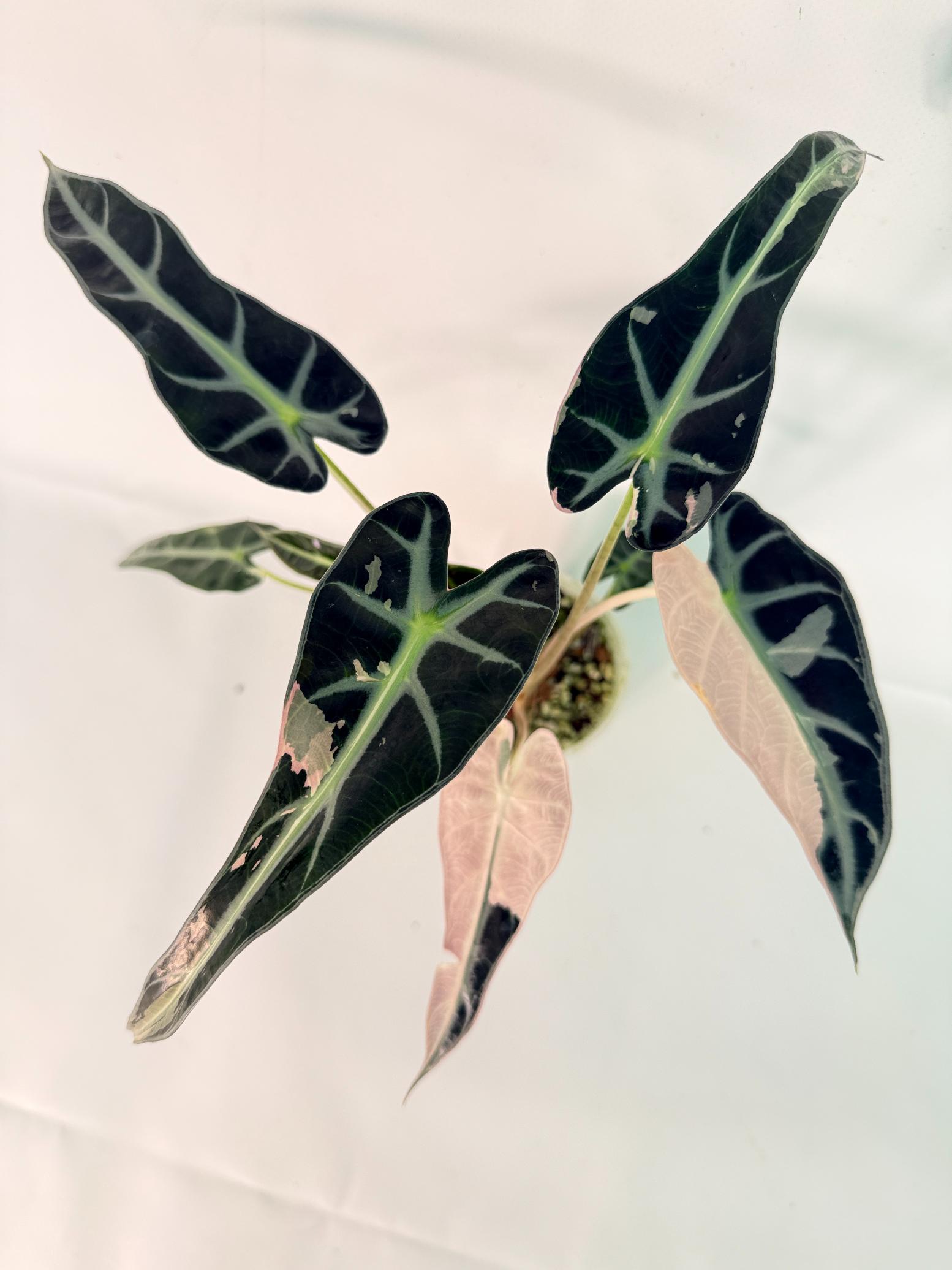 Alocasia Bambino Variegata Pink 08