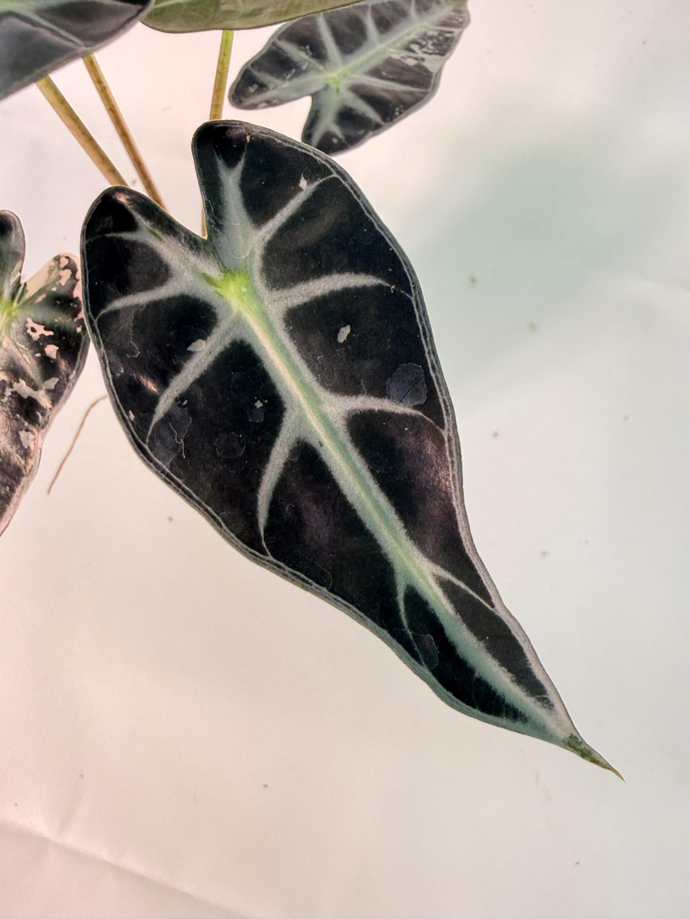 Alocasia Bambino Variegata Pink 08