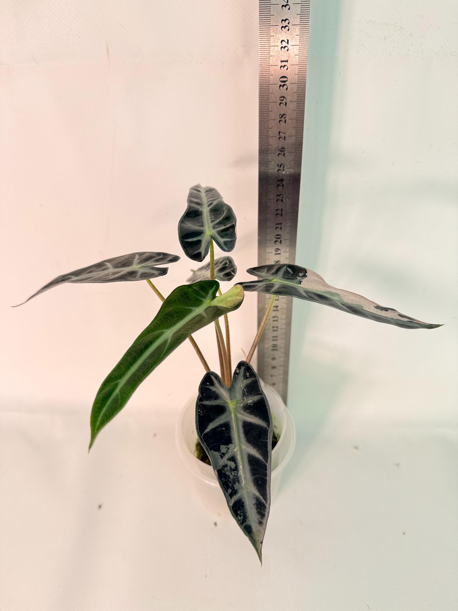Alocasia Bambino Variegata Pink 01