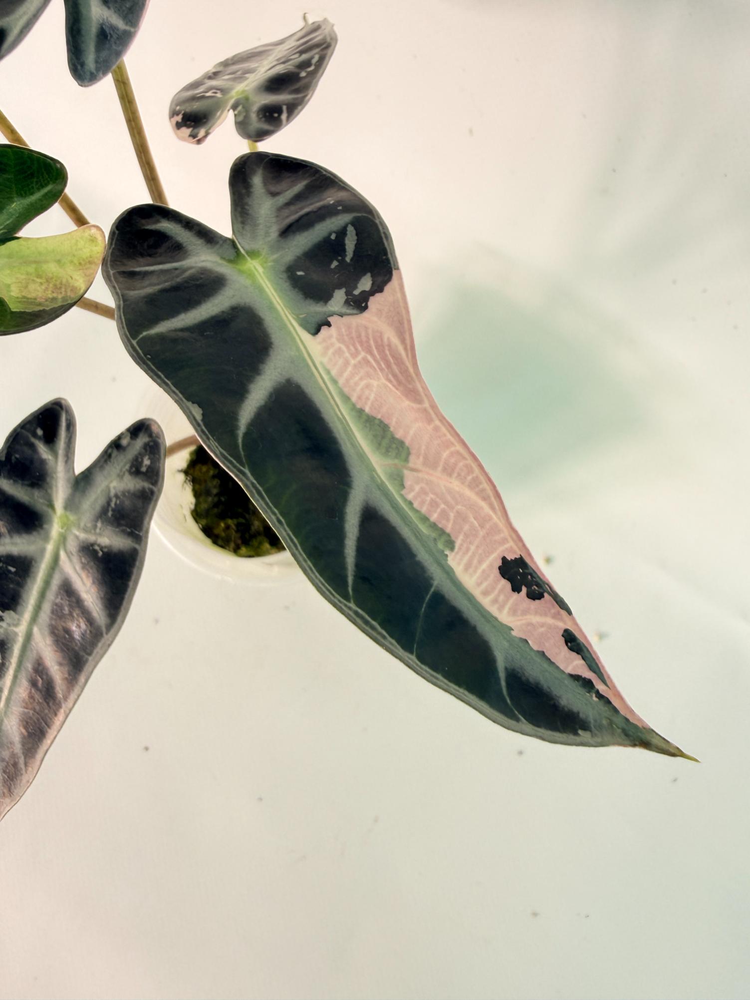 Alocasia Bambino Variegata Pink 03