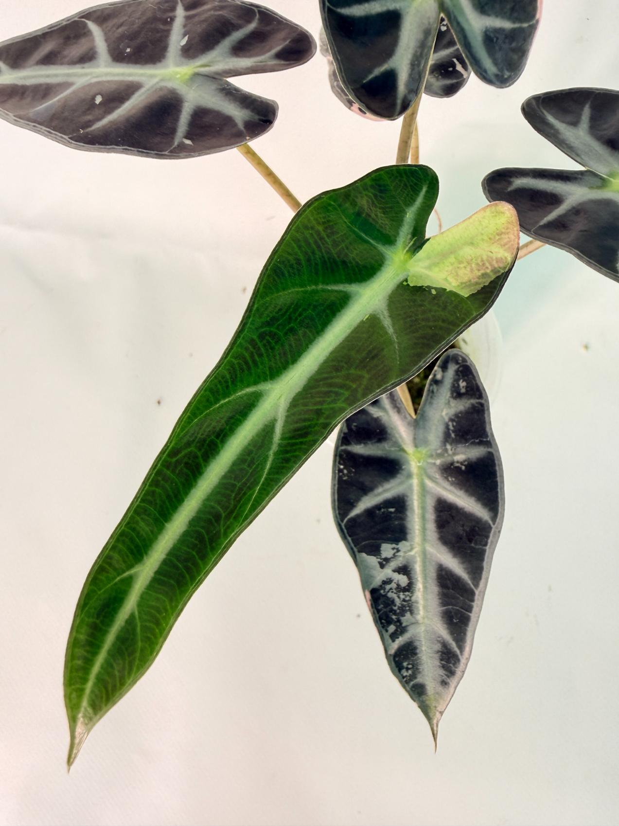 Alocasia Bambino Variegata Pink 04