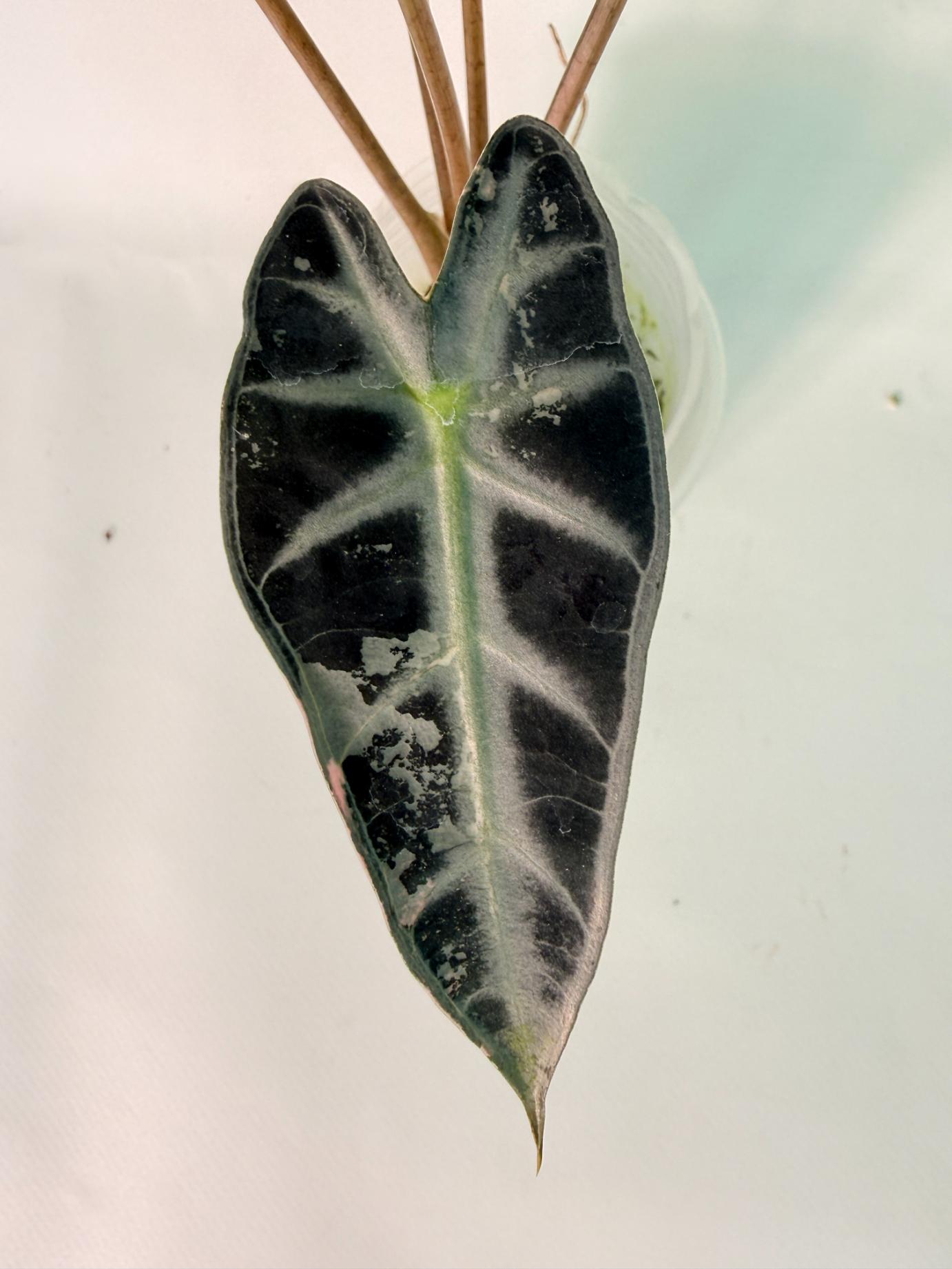 Alocasia Bambino Variegata Pink 05