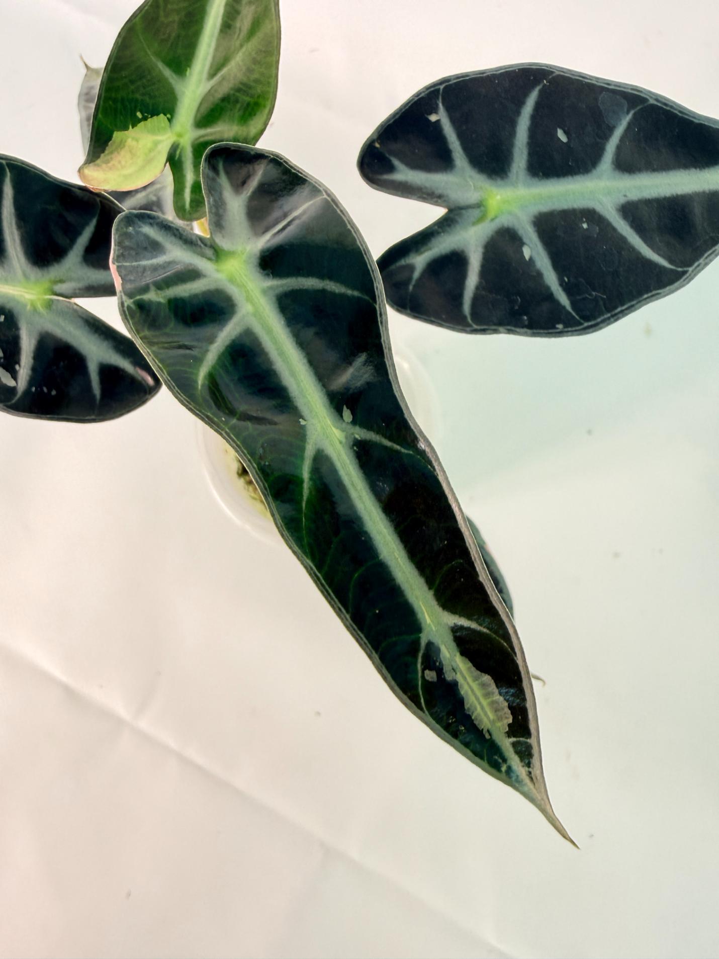 Alocasia Bambino Variegata Pink 06