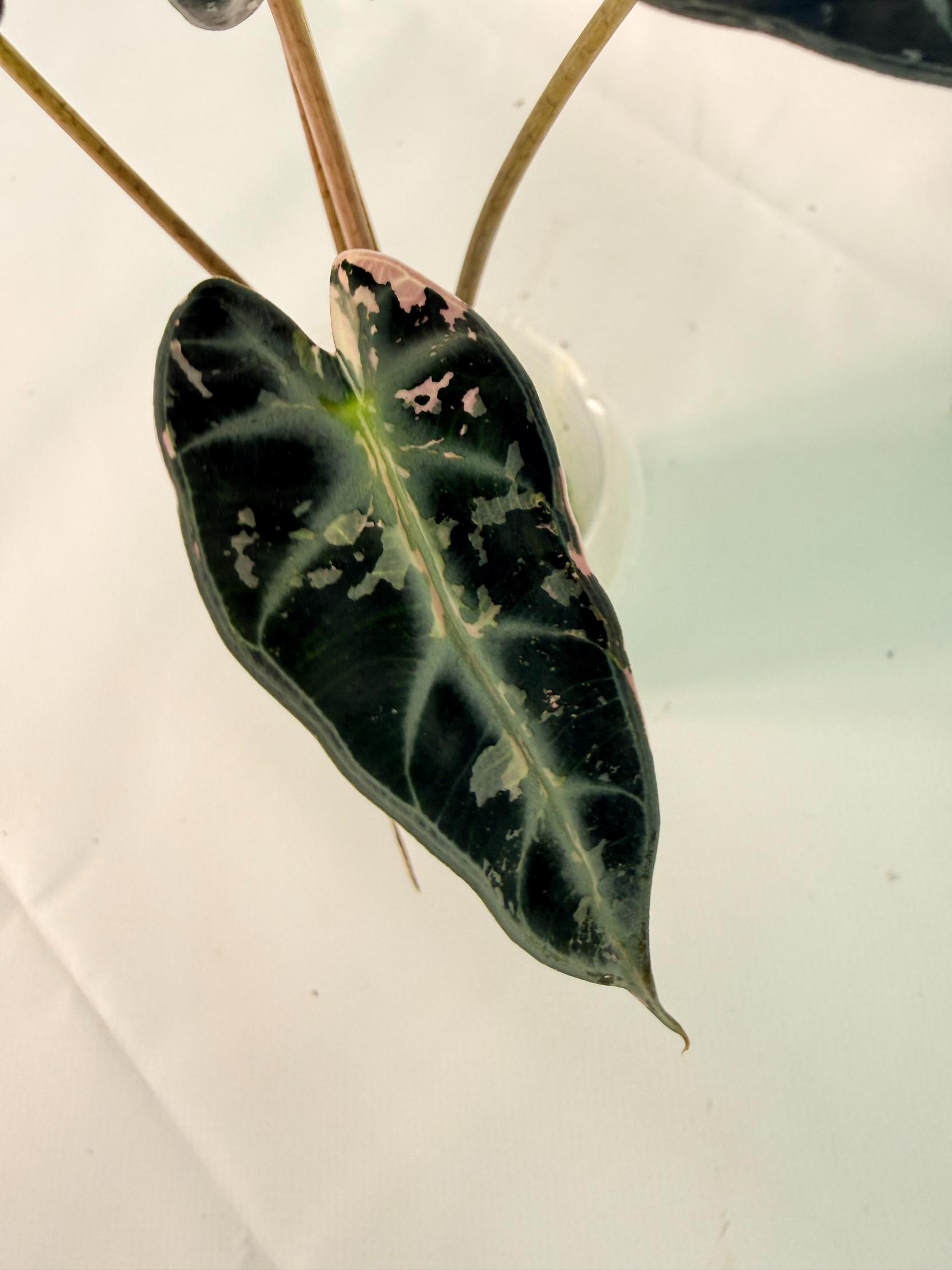 Alocasia Bambino Variegata Pink 07