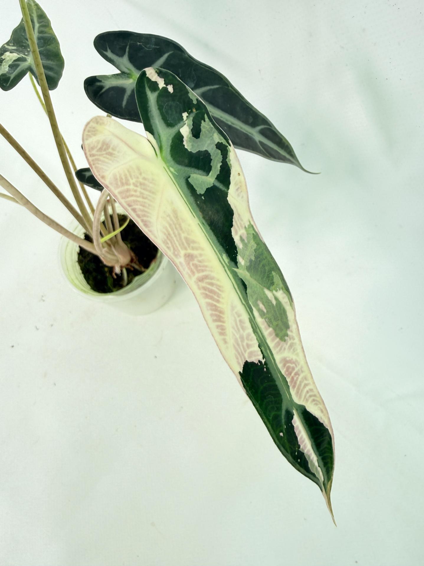 Alocasia Bambino Variegata Pink 2