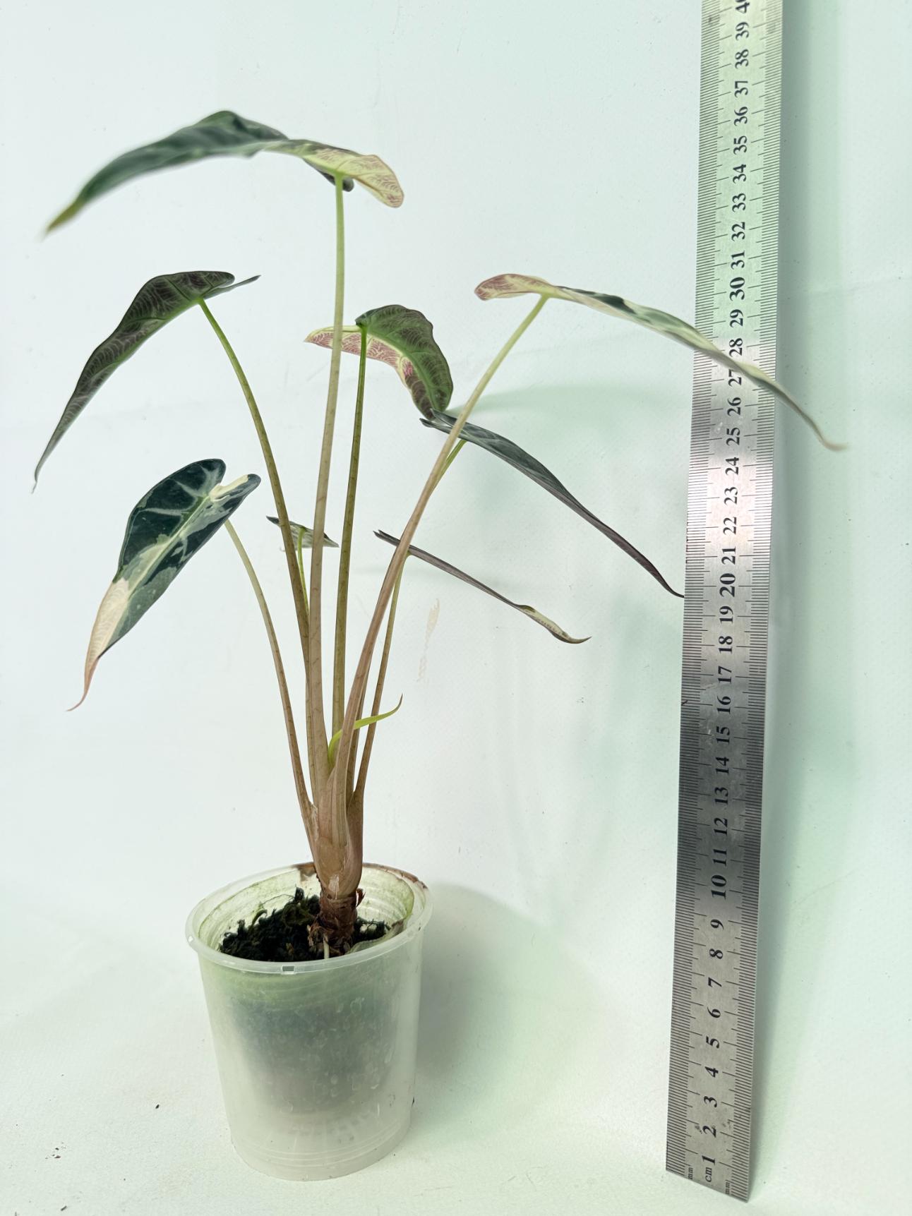Alocasia Bambino Variegata Pink 10