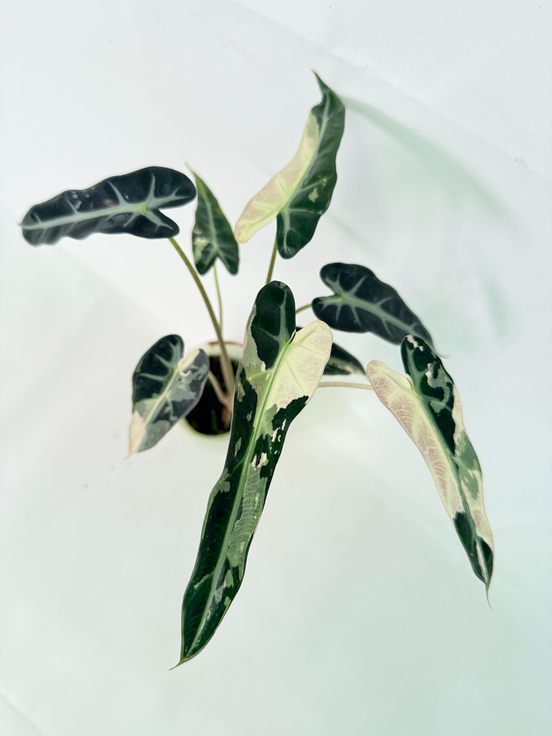 Alocasia Bambino Variegata Pink 11