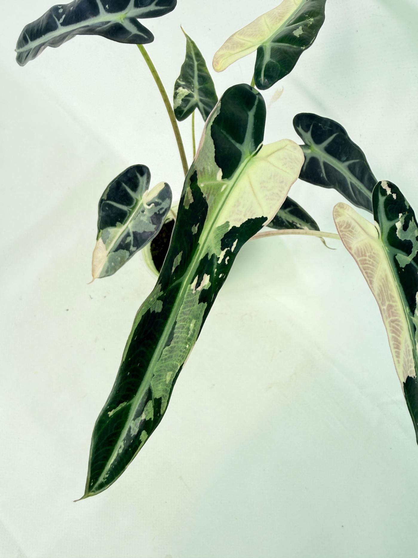 Alocasia Bambino Variegata Pink 12