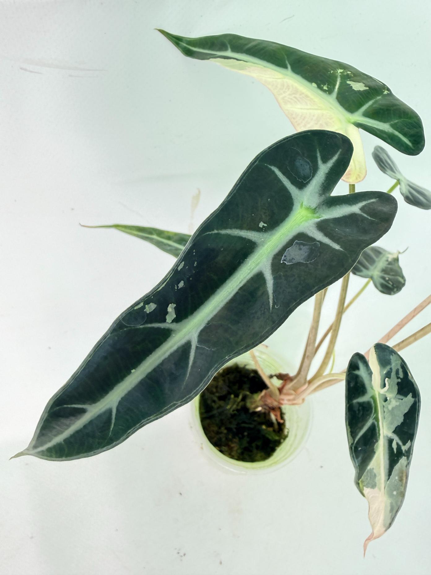 Alocasia Bambino Variegata Pink 7