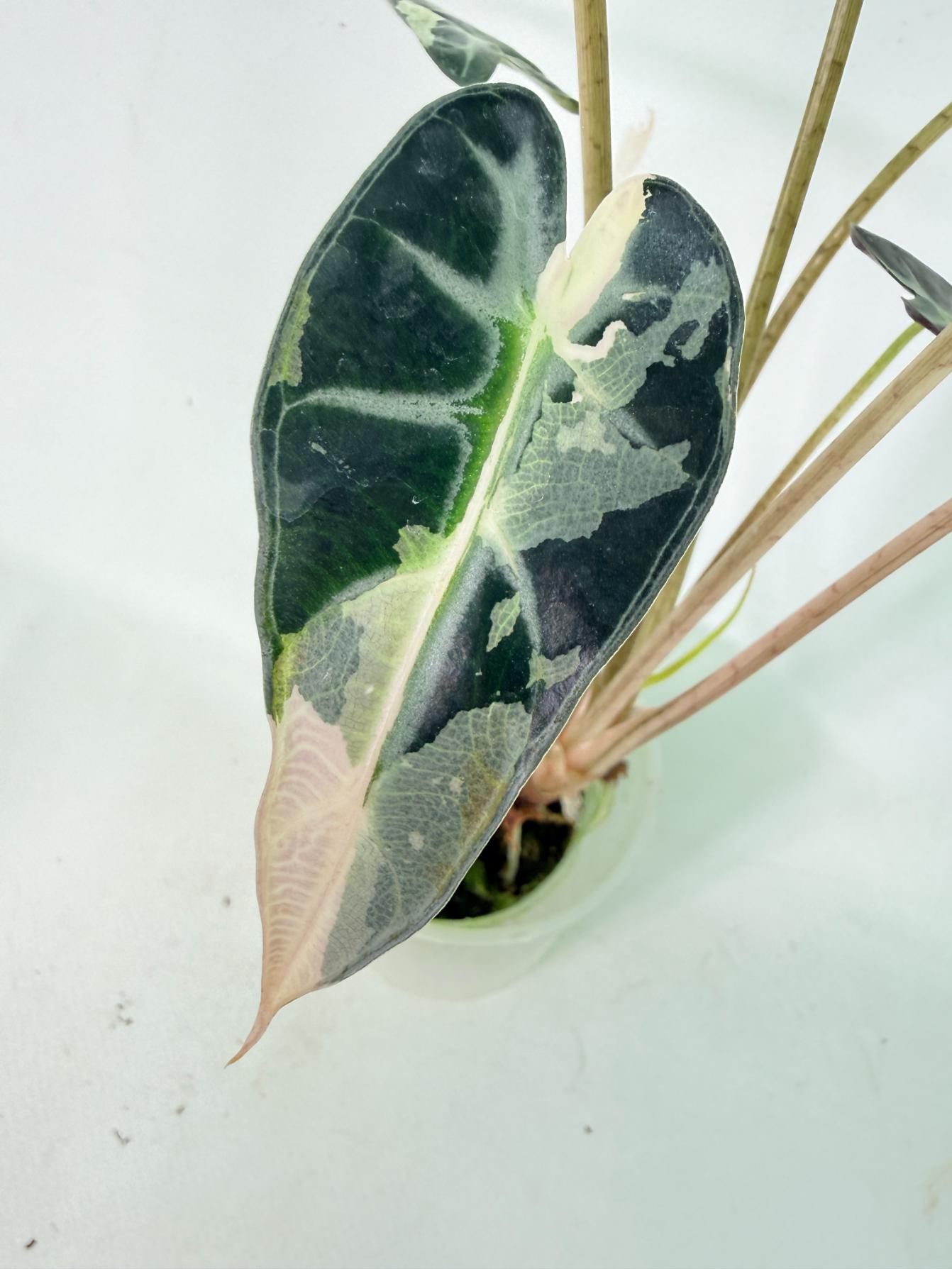 Alocasia Bambino Variegata Pink 3