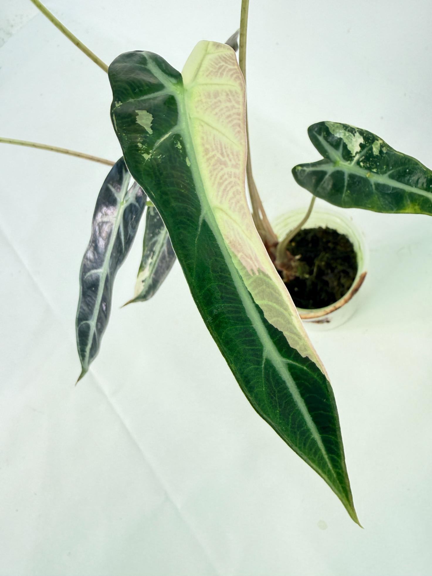 Alocasia Bambino Variegata Pink 4
