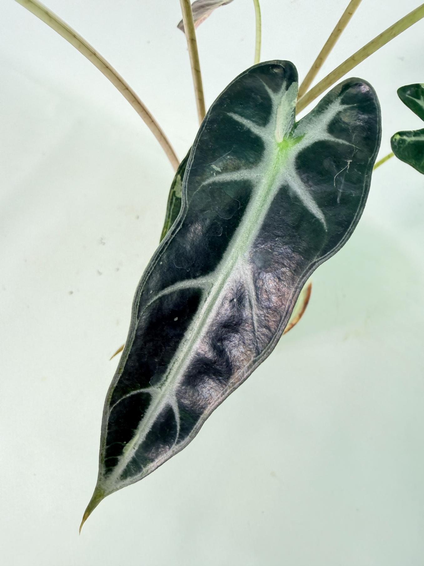 Alocasia Bambino Variegata Pink 5