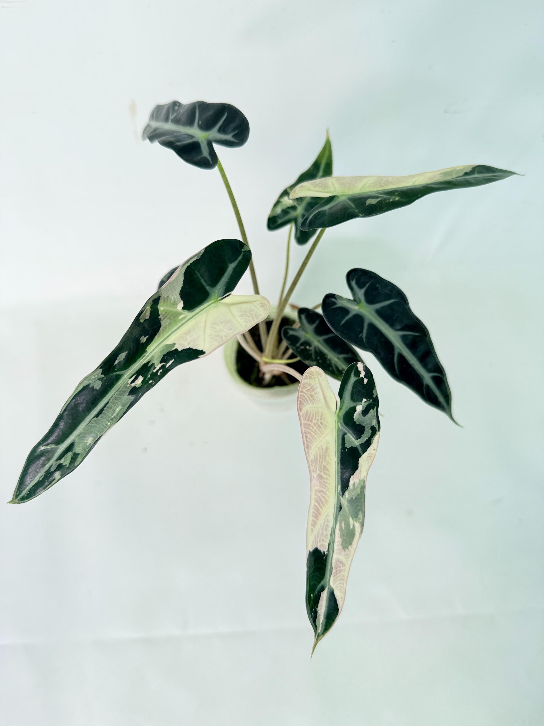 Alocasia Bambino Variegata Pink 6