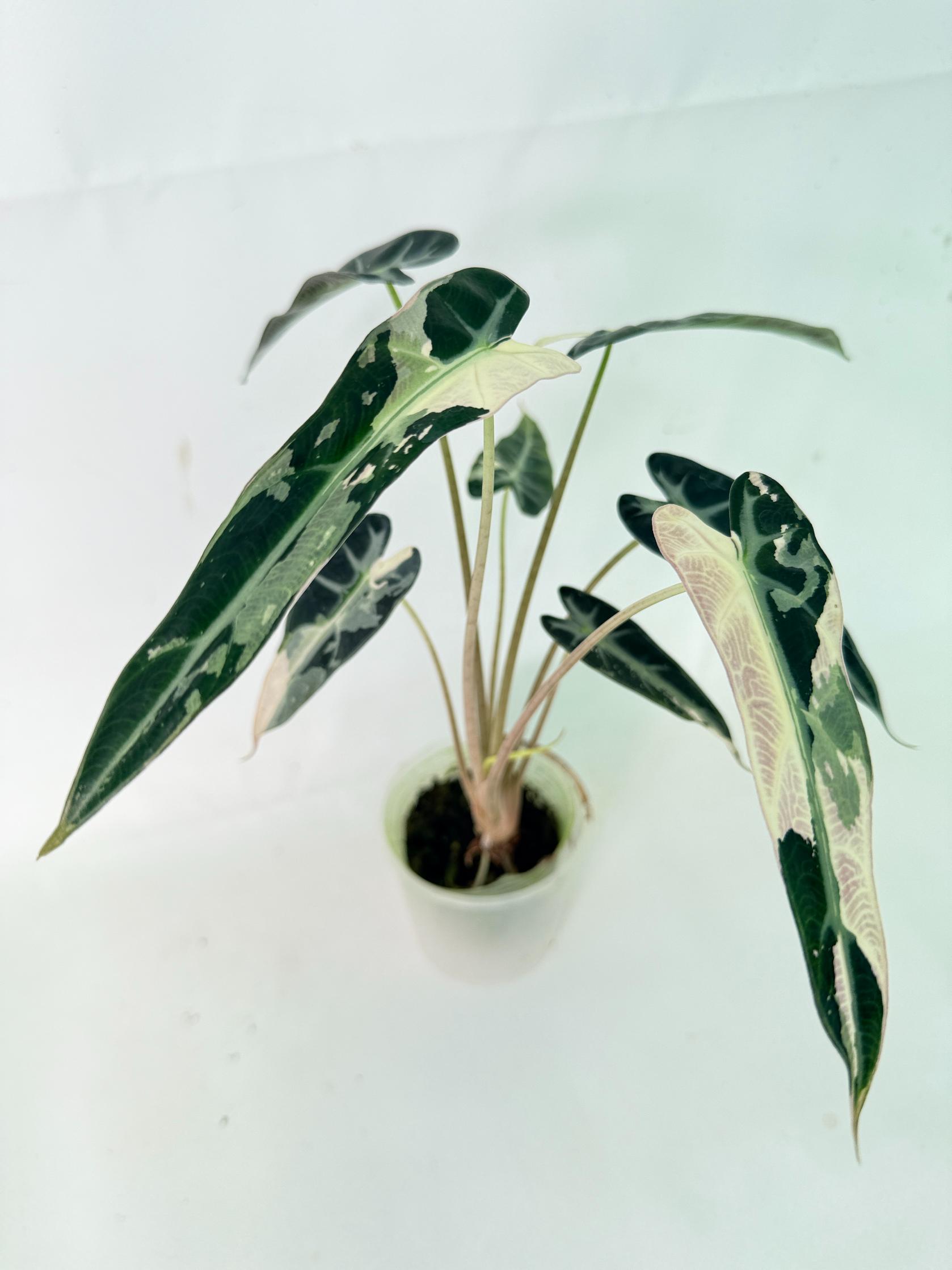 Alocasia Bambino Variegata Pink 8
