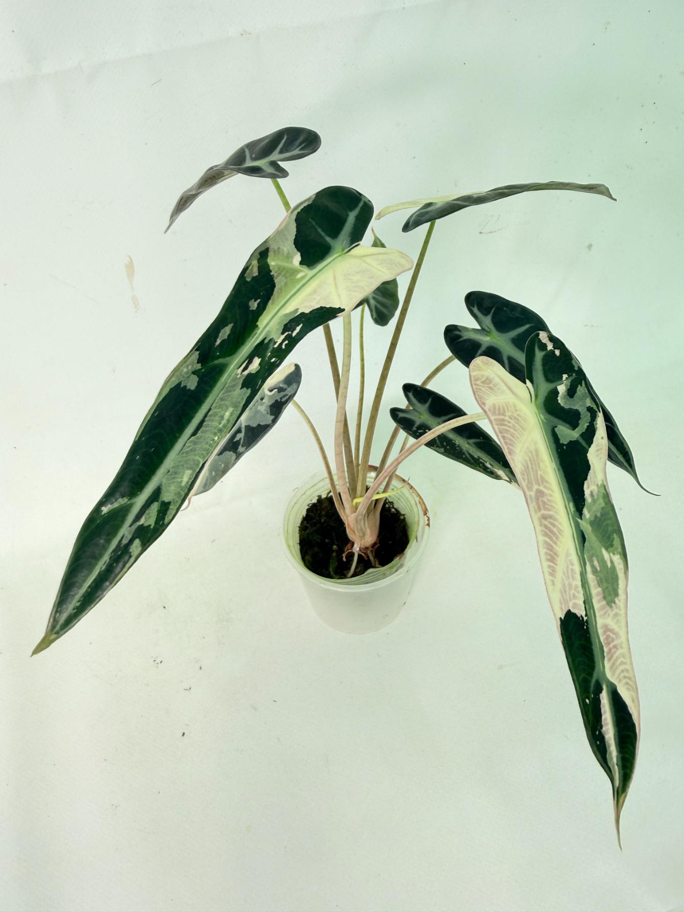 Alocasia Bambino Variegata Pink 1