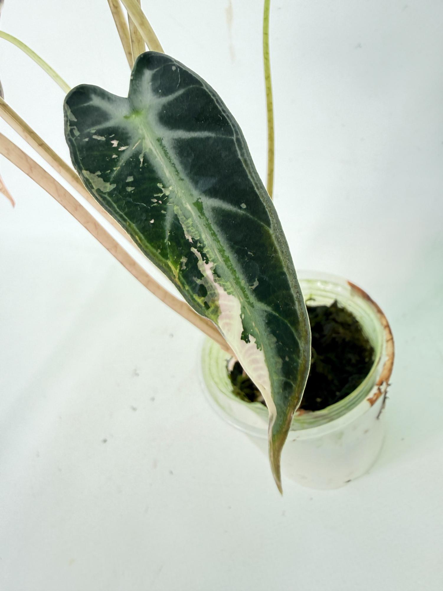 Alocasia Bambino Variegata Pink 9