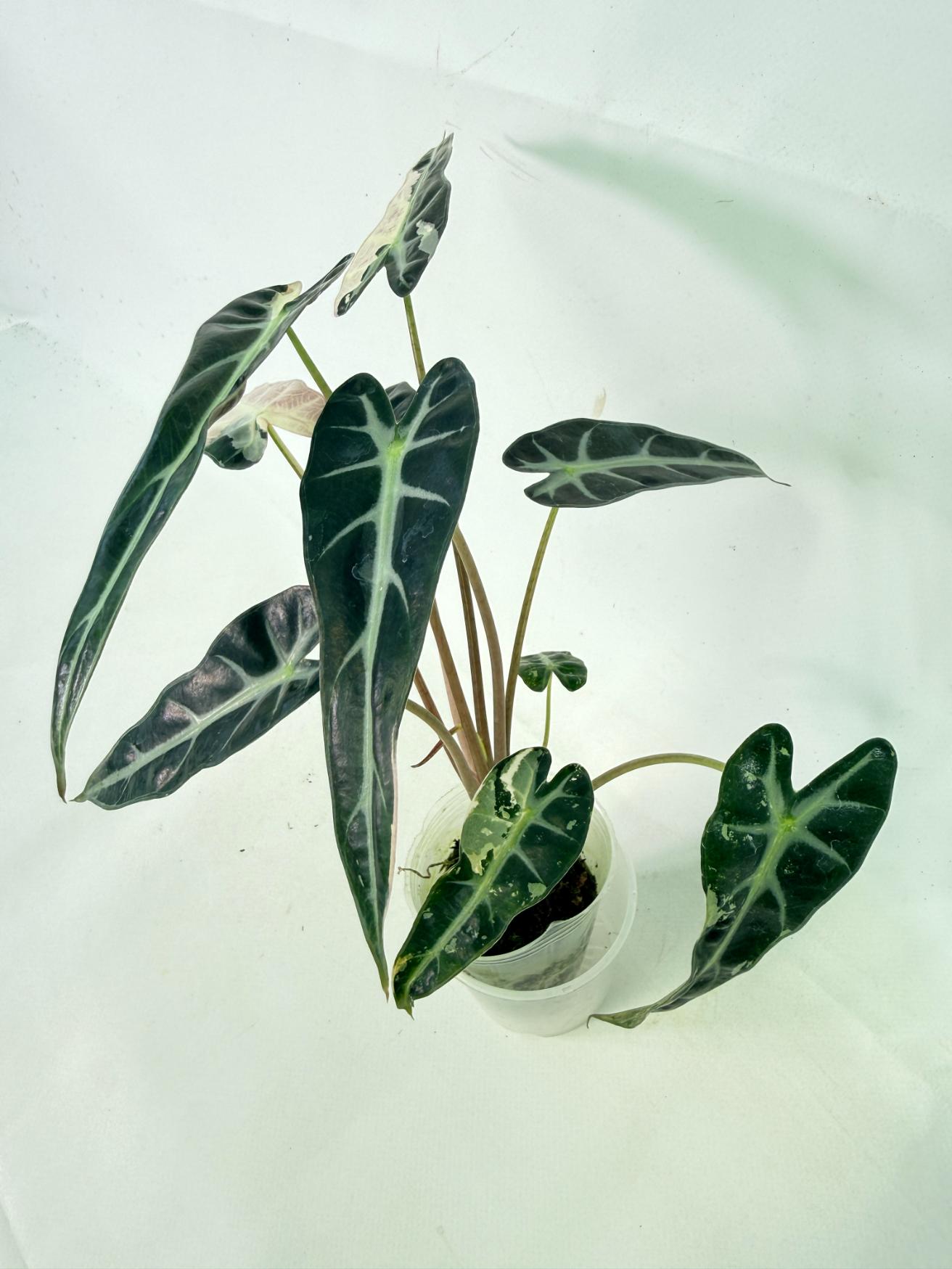 Alocasia Bambino Variegata Pink 11