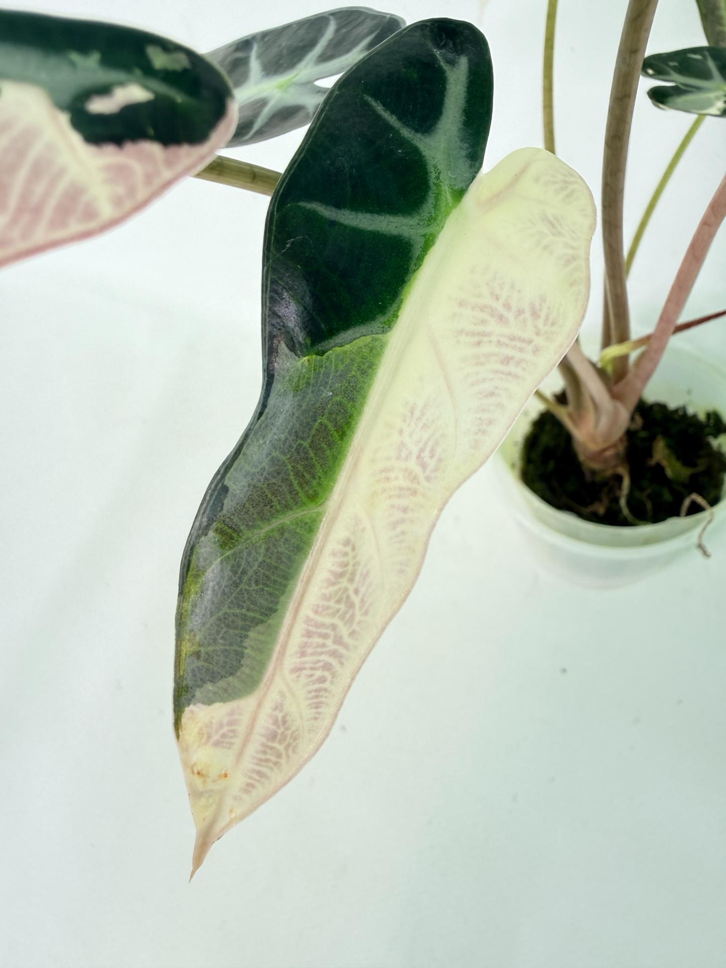 Alocasia Bambino Variegata Pink 8