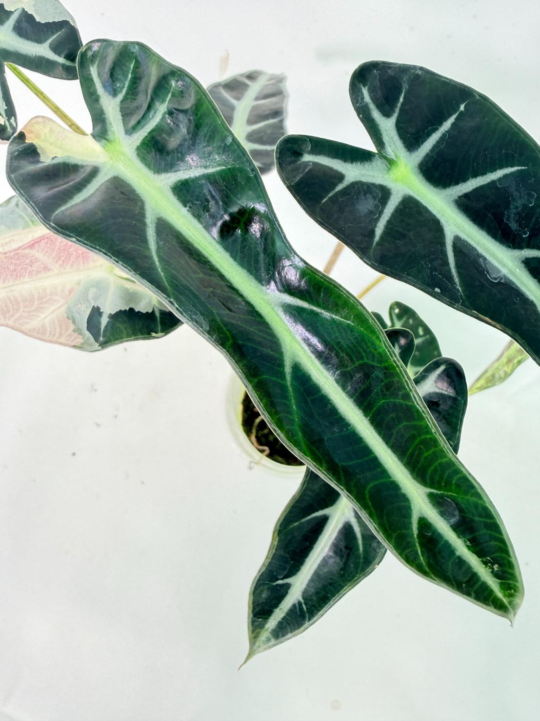 Alocasia Bambino Variegata Pink 9